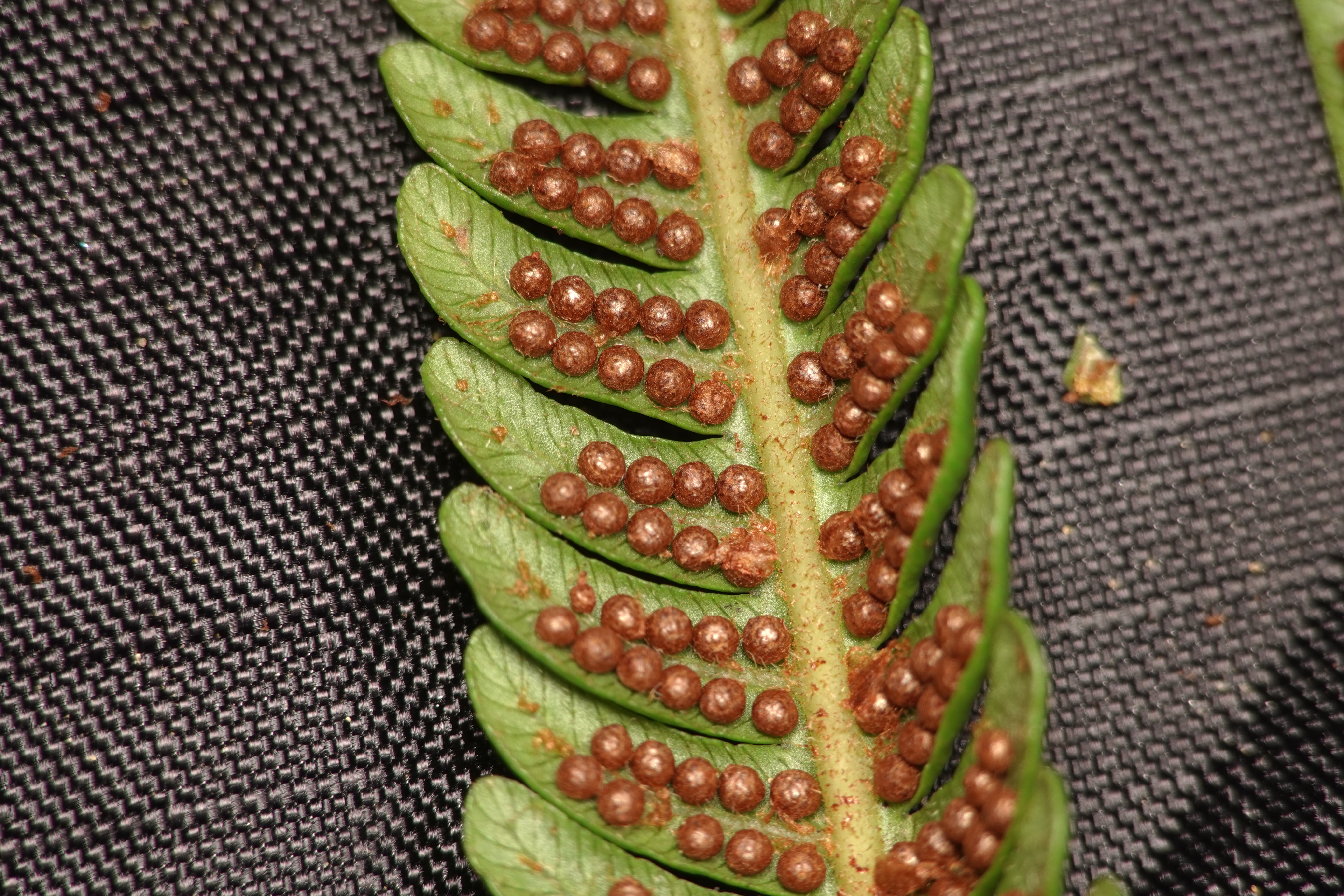 Cyathea sp 3. La Honda.