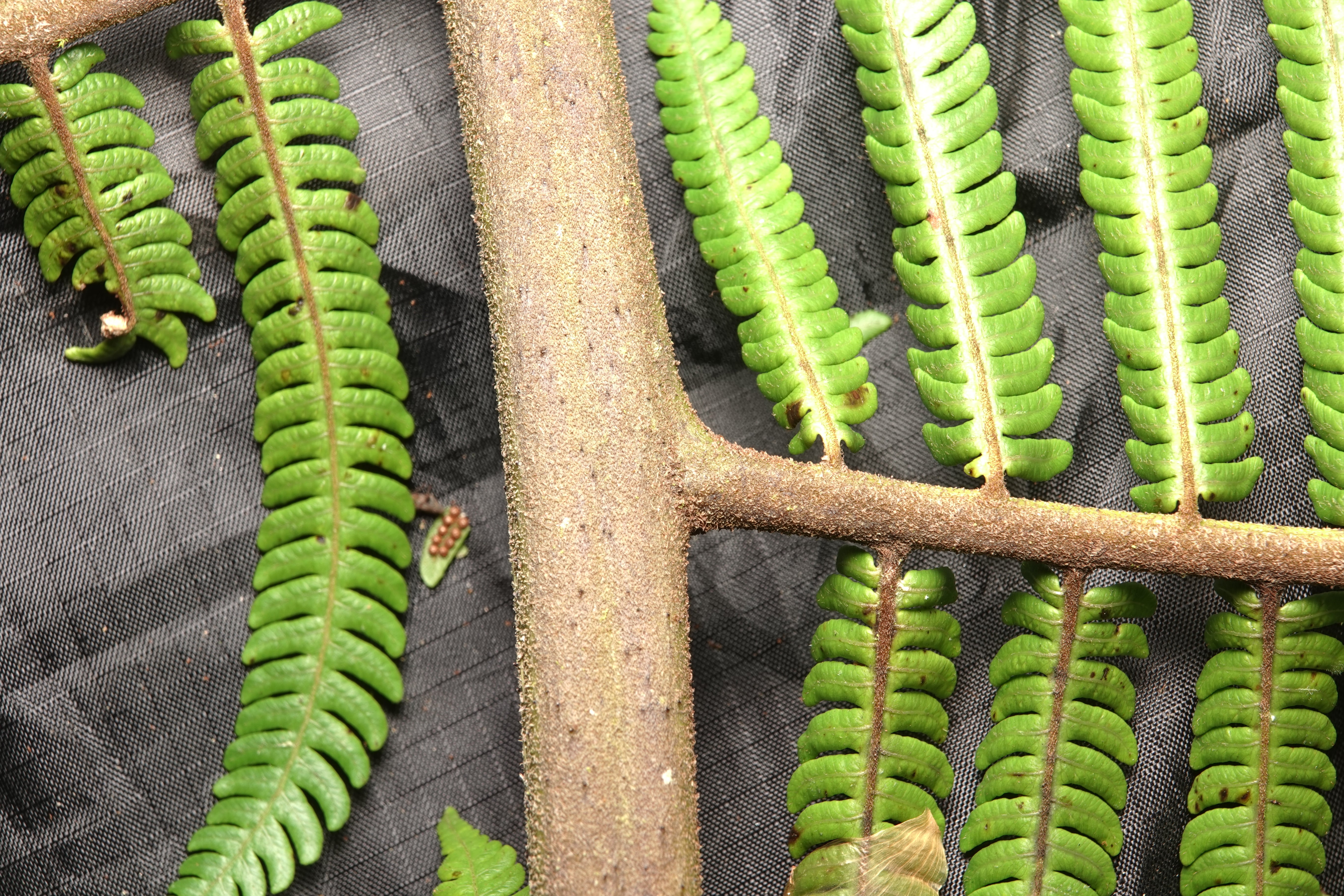Cyathea sp 3. La Honda.