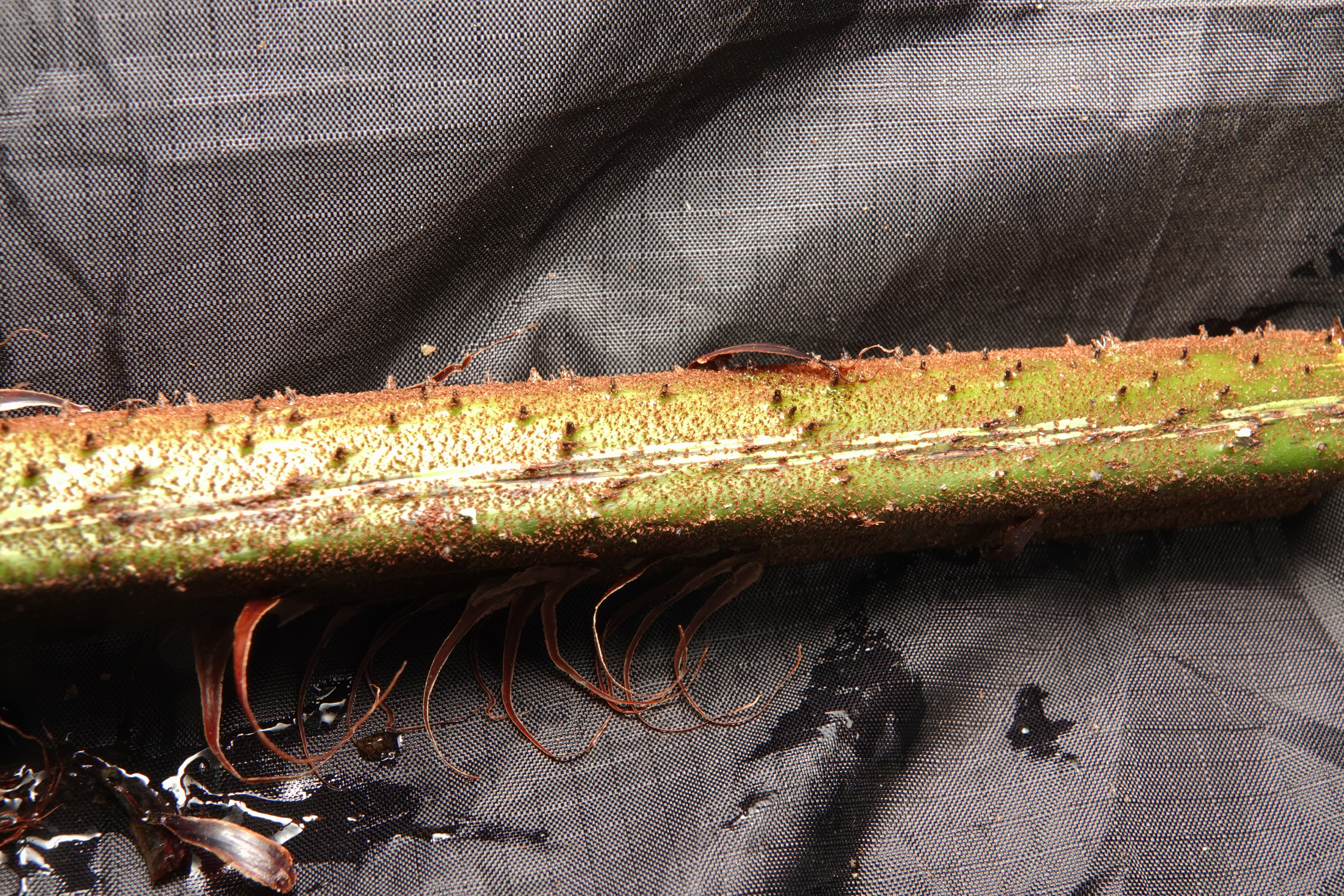 Cyathea sp 3. La Honda.