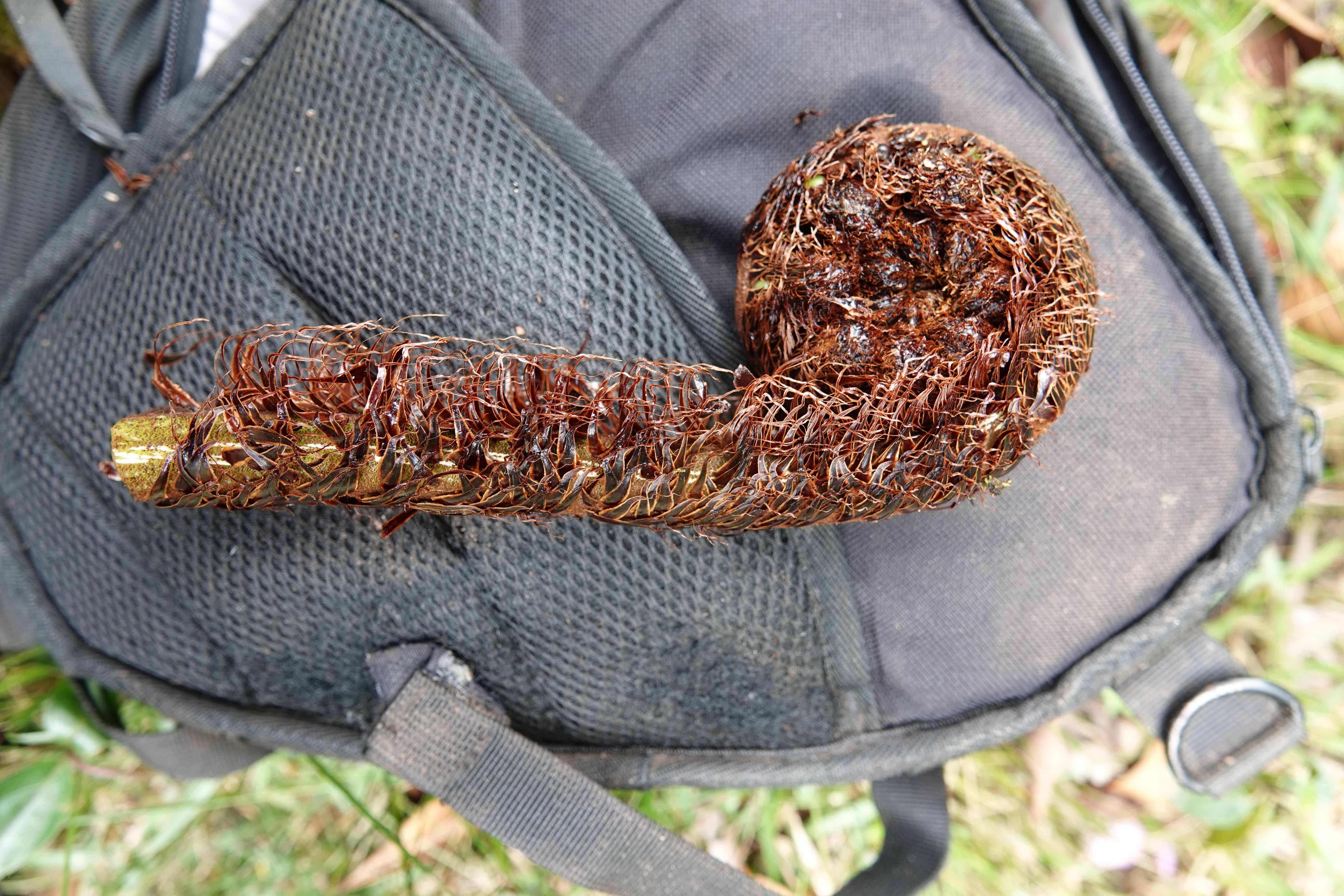 Cyathea sp 3. La Honda.