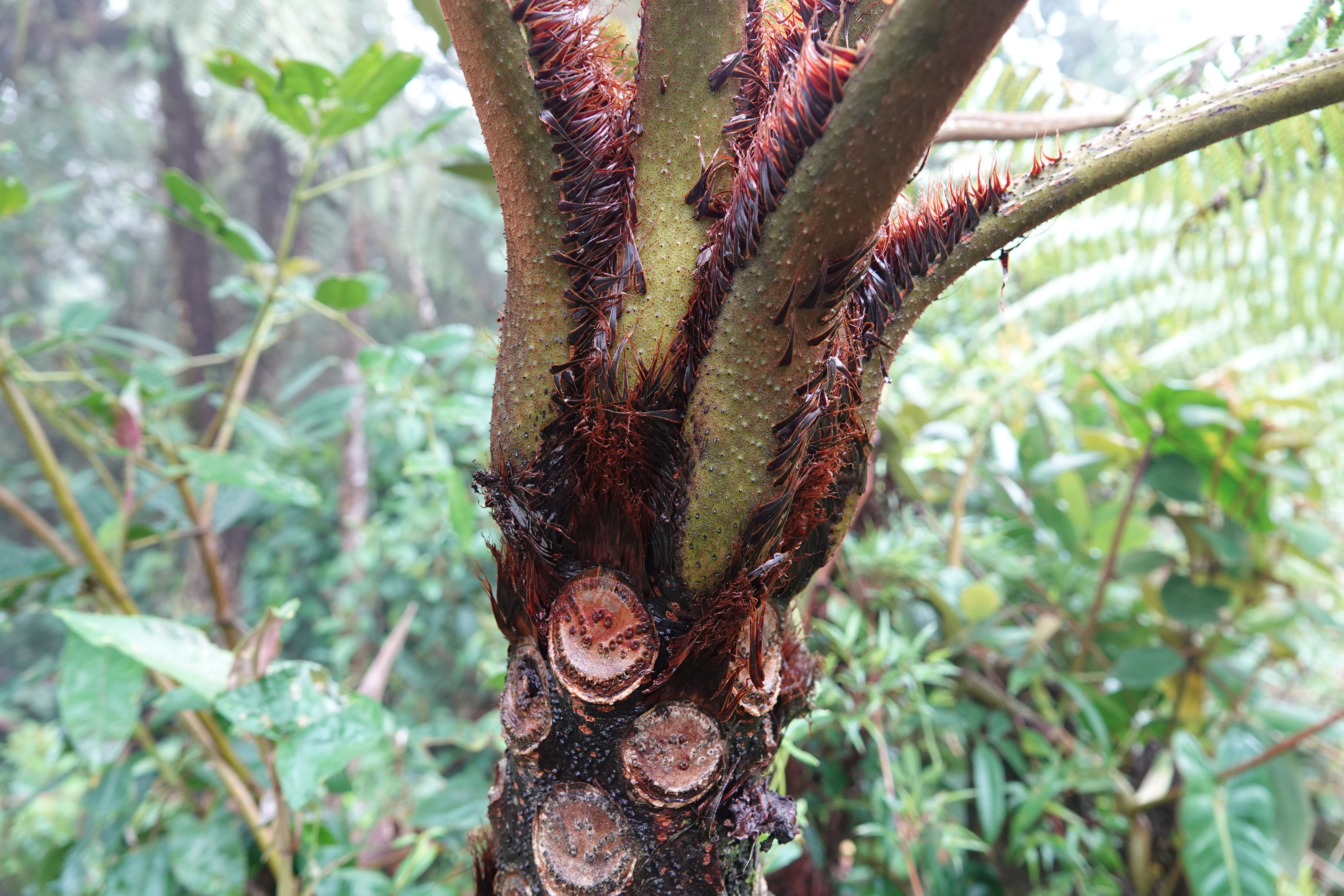 Cyathea squamipes