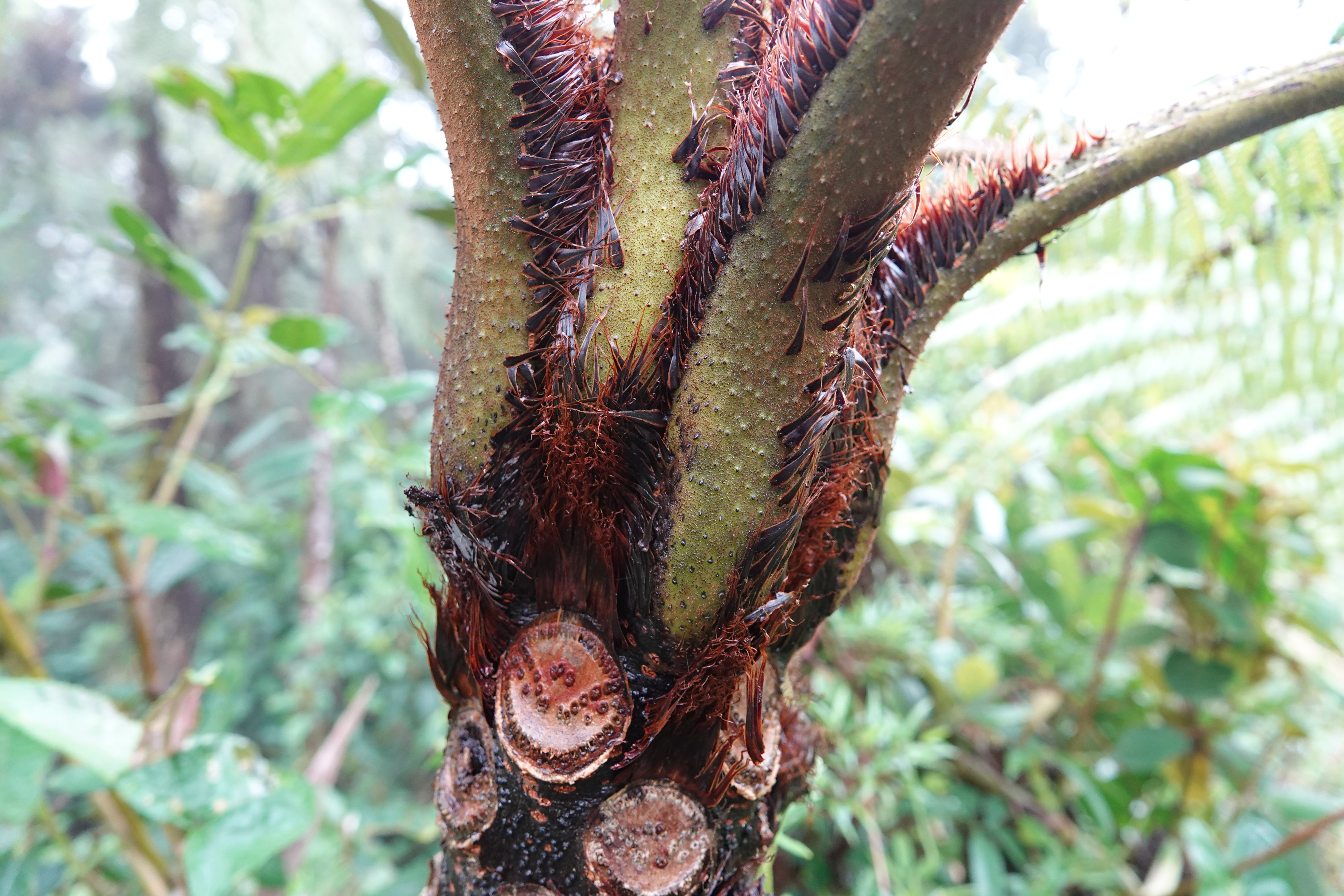 Cyathea squamipes. La Honda.