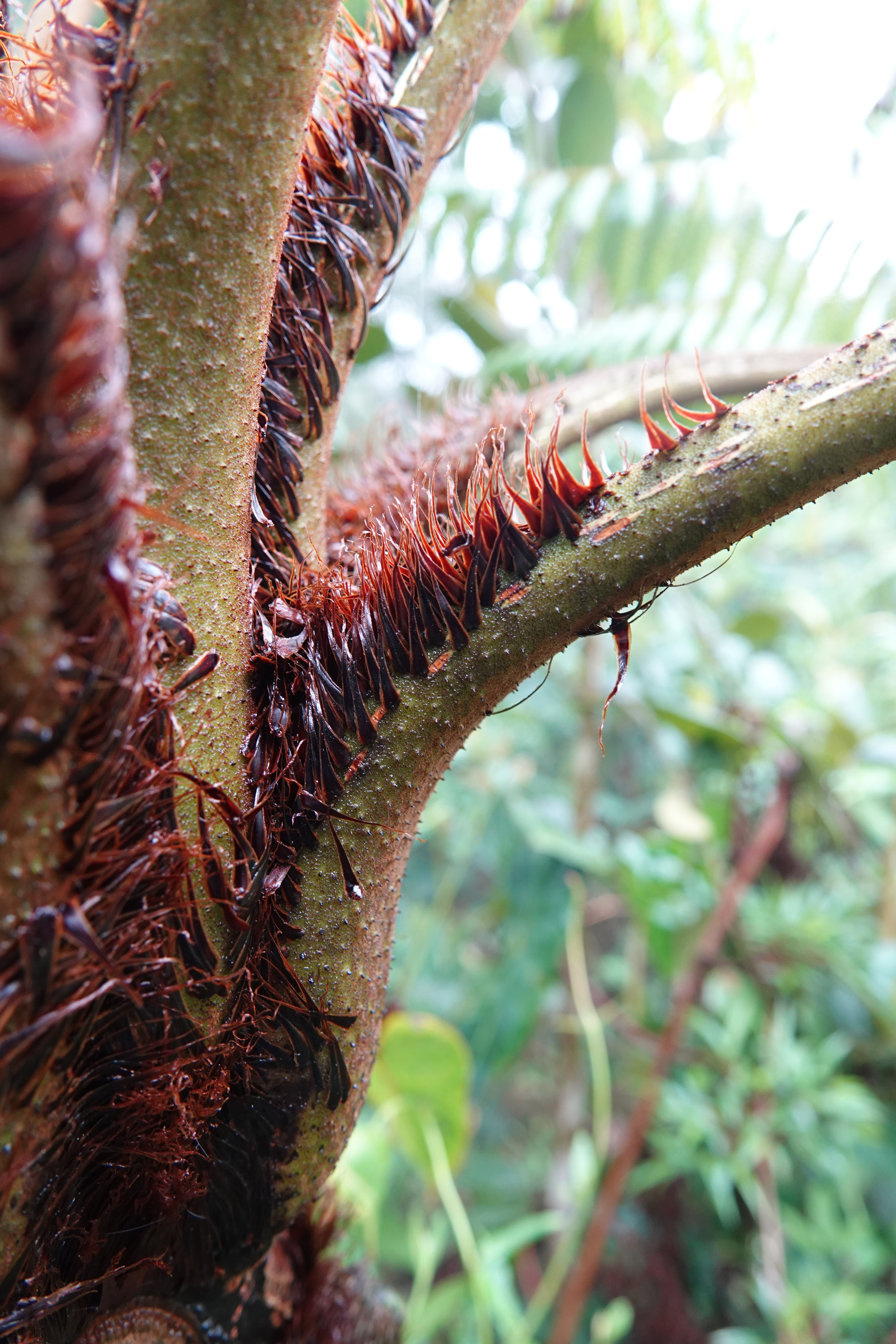 Cyathea squamipes. La Honda.