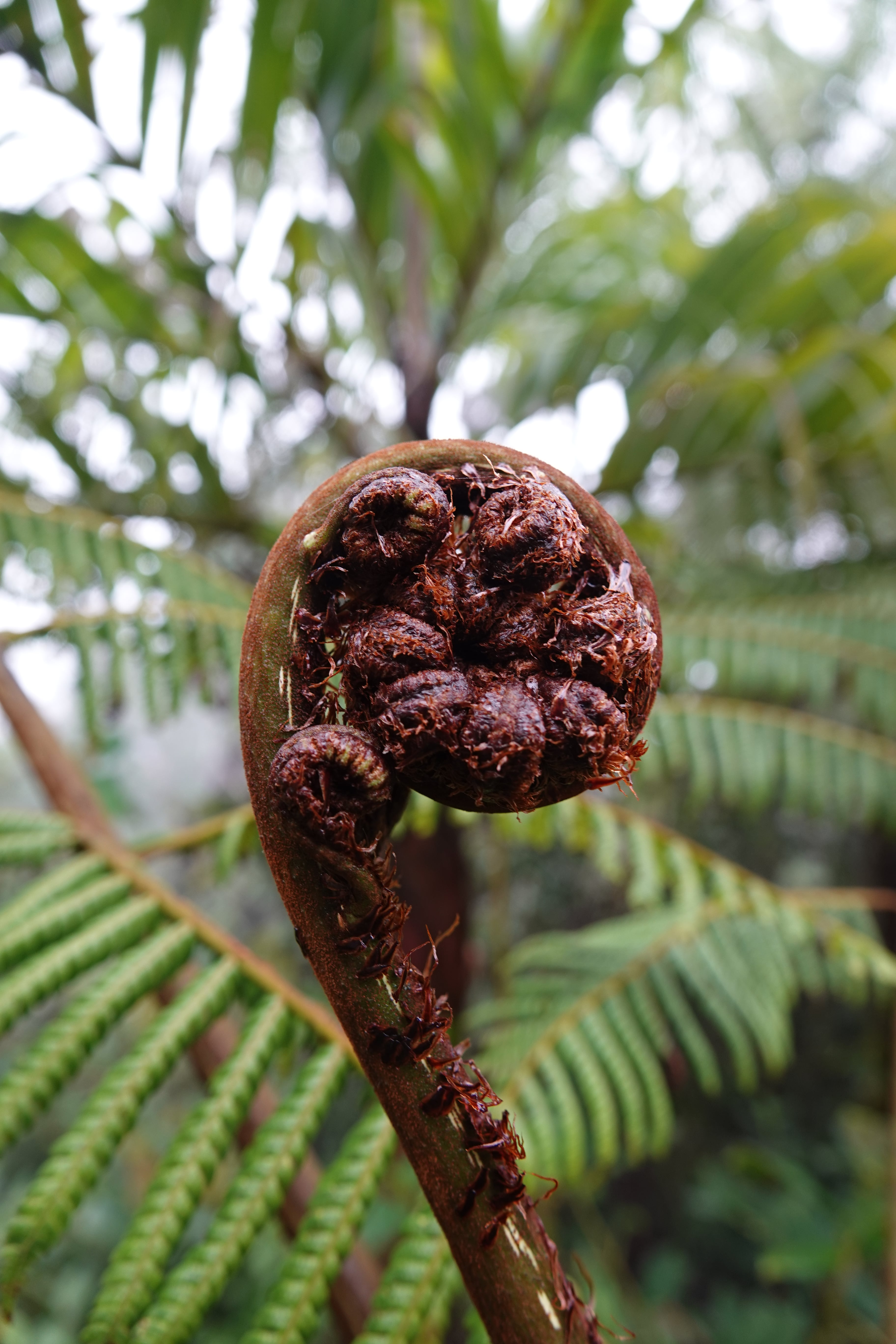 Cyathea squamipes. La Honda.