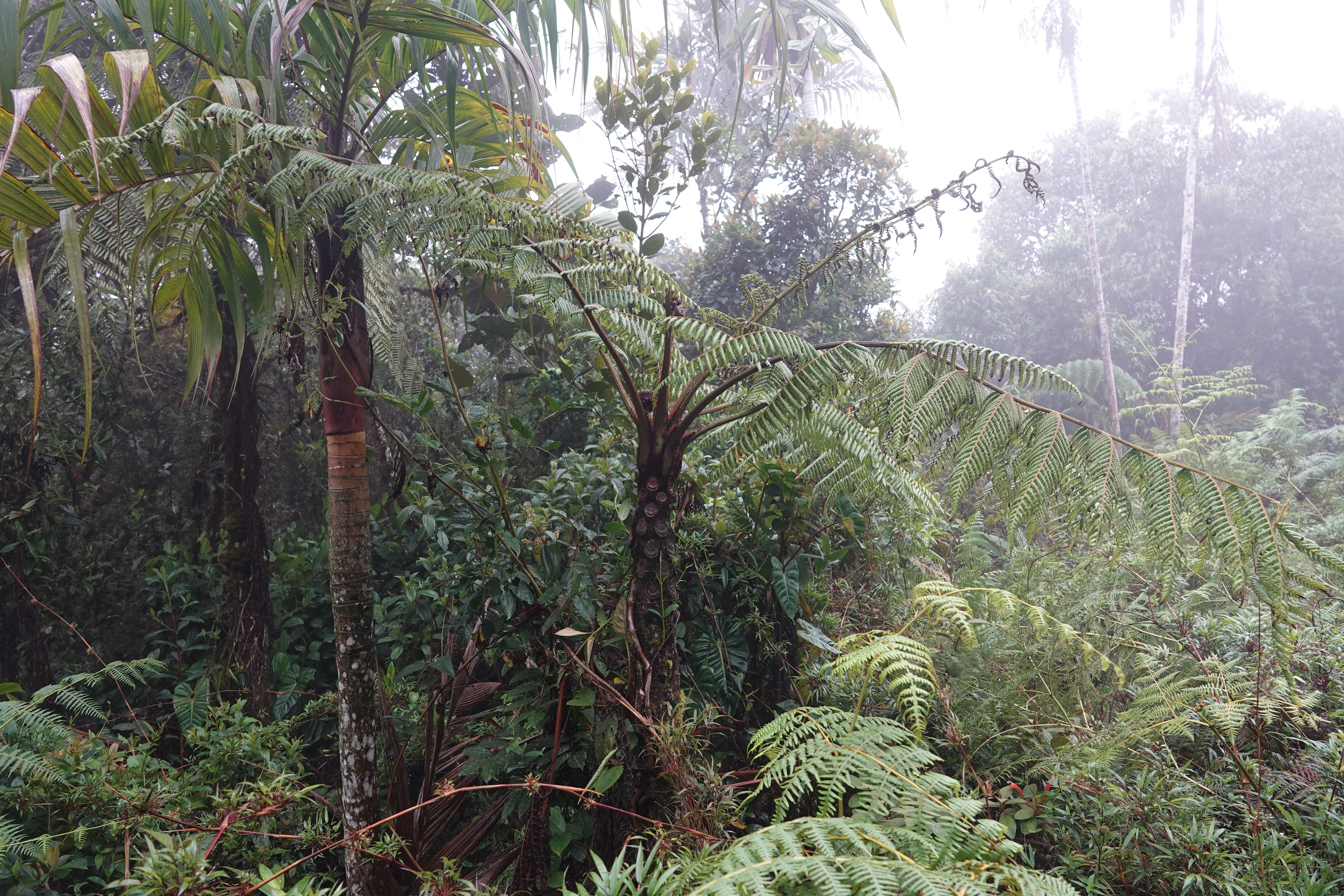 Cyathea squamipes. La Honda.