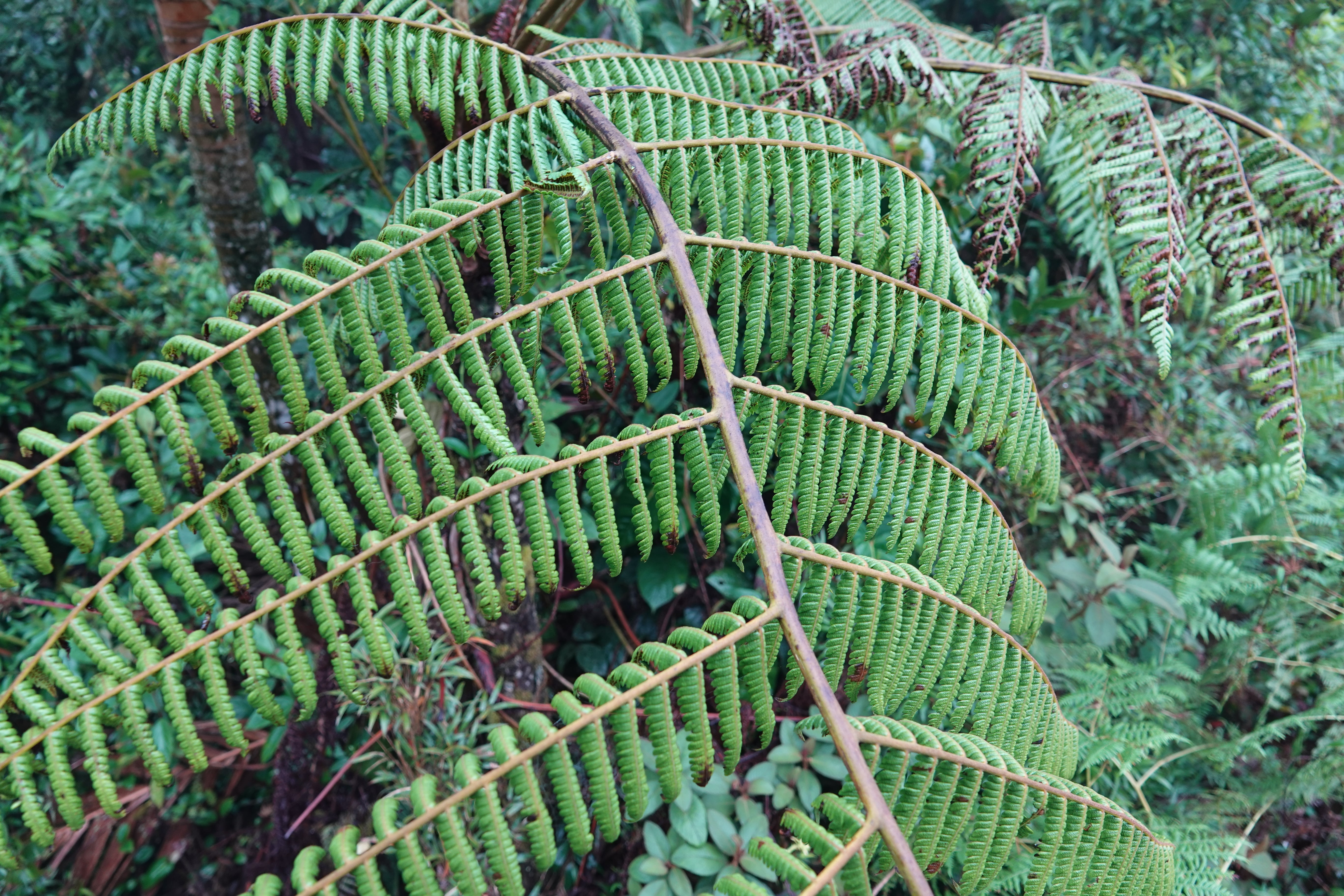 Cyathea squamipes. La Honda.