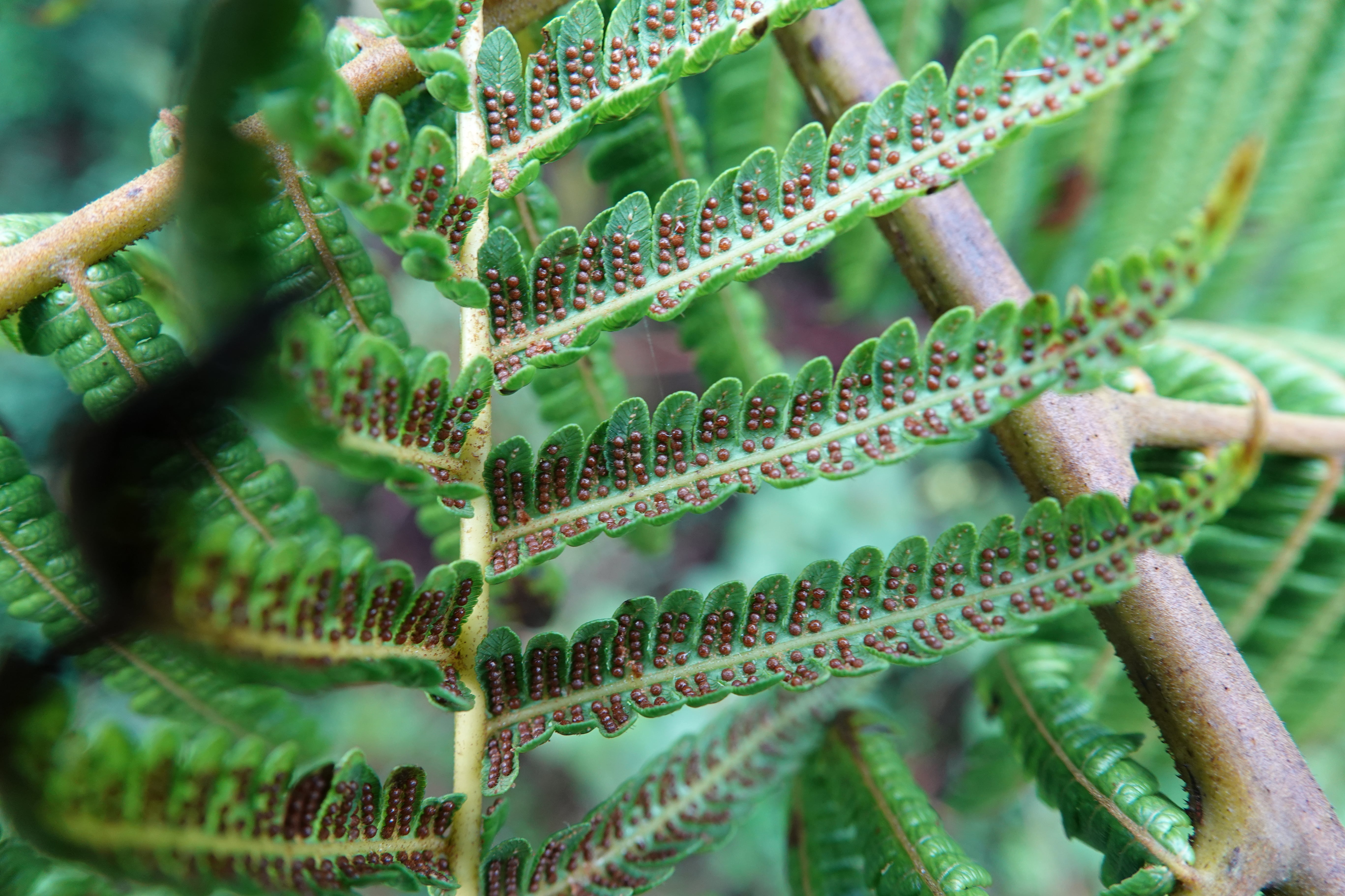 Cyathea squamipes. La Honda.
