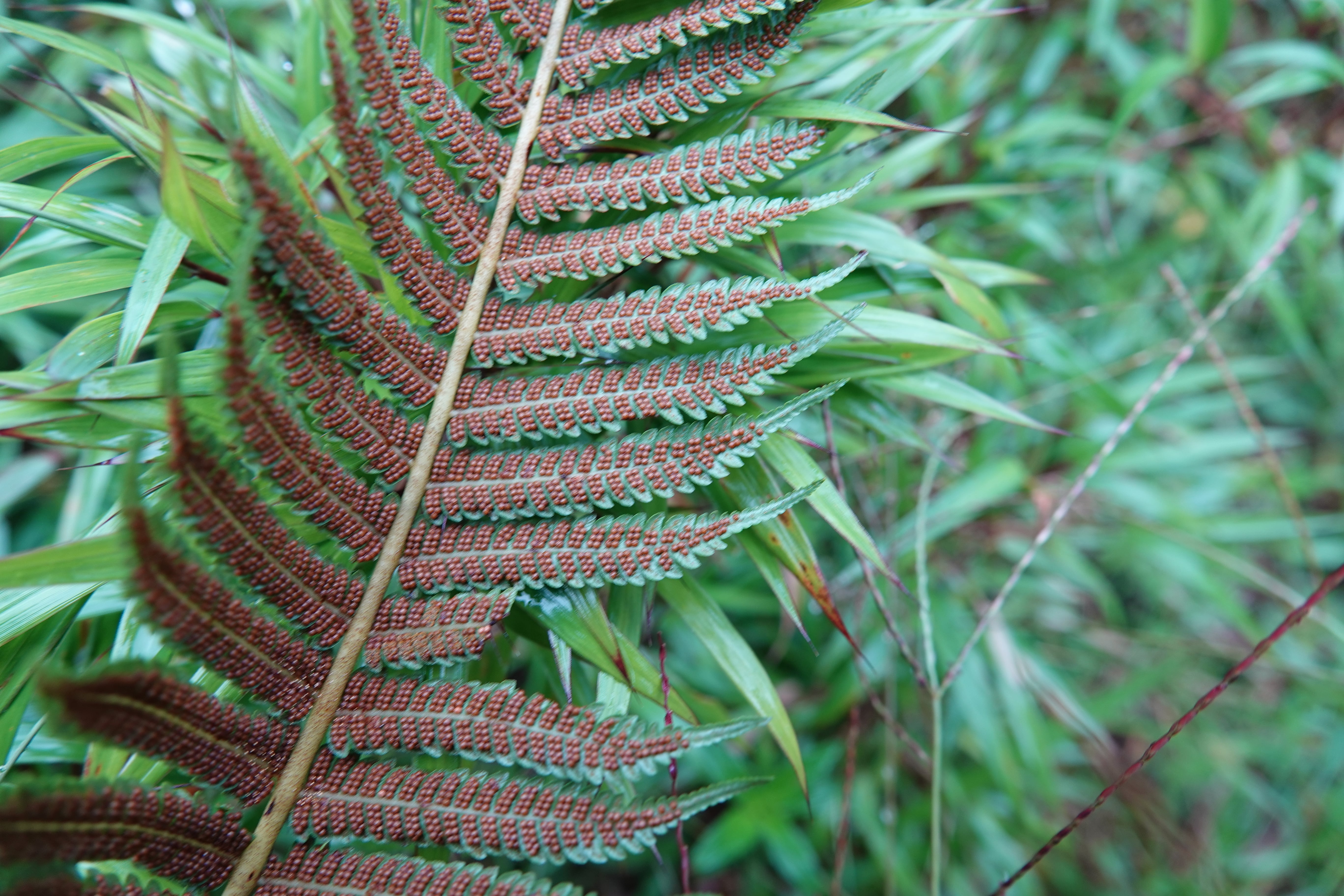 Cyathea squamipes. La Honda.