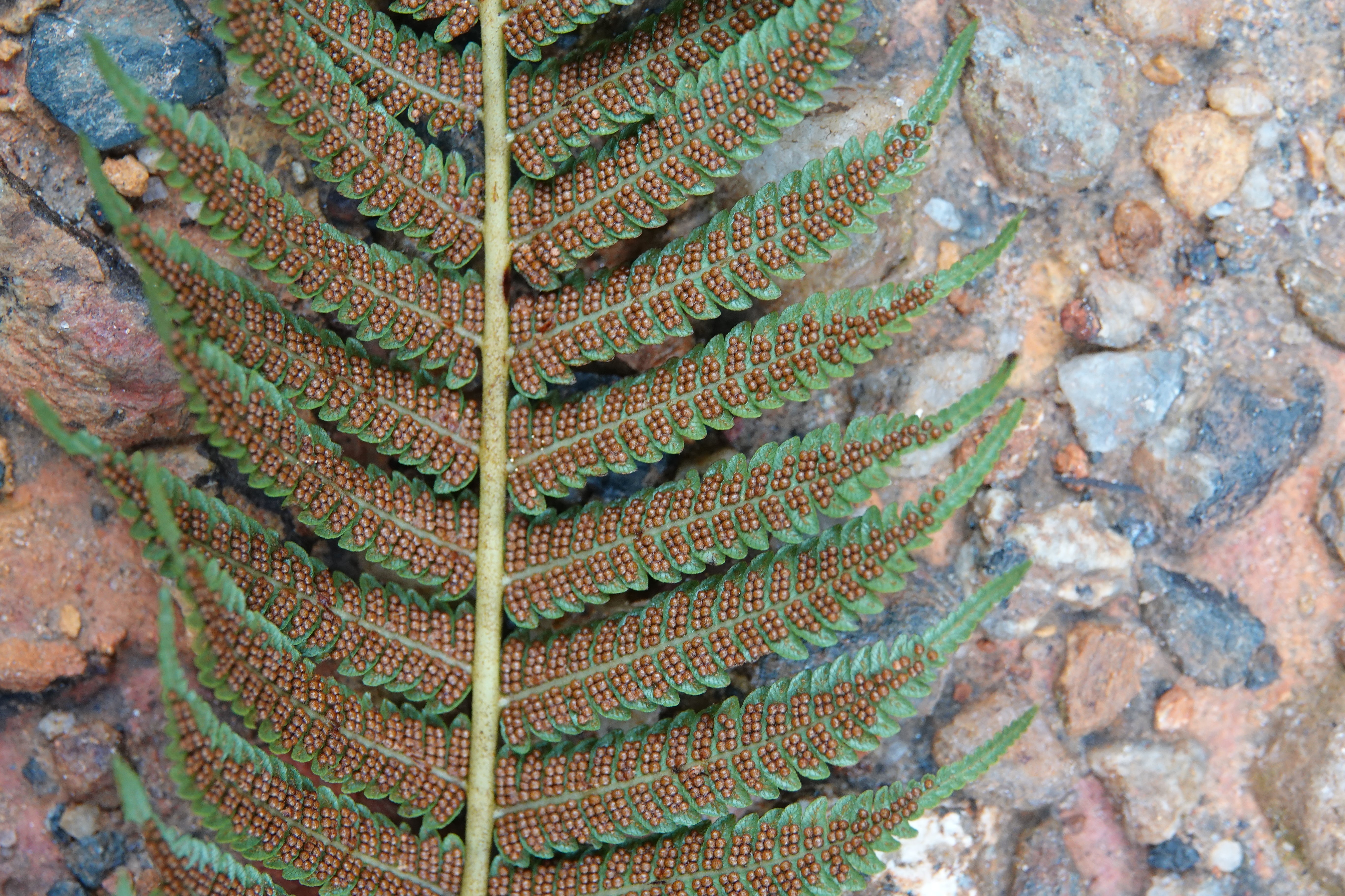 Cyathea squamipes. La Honda.