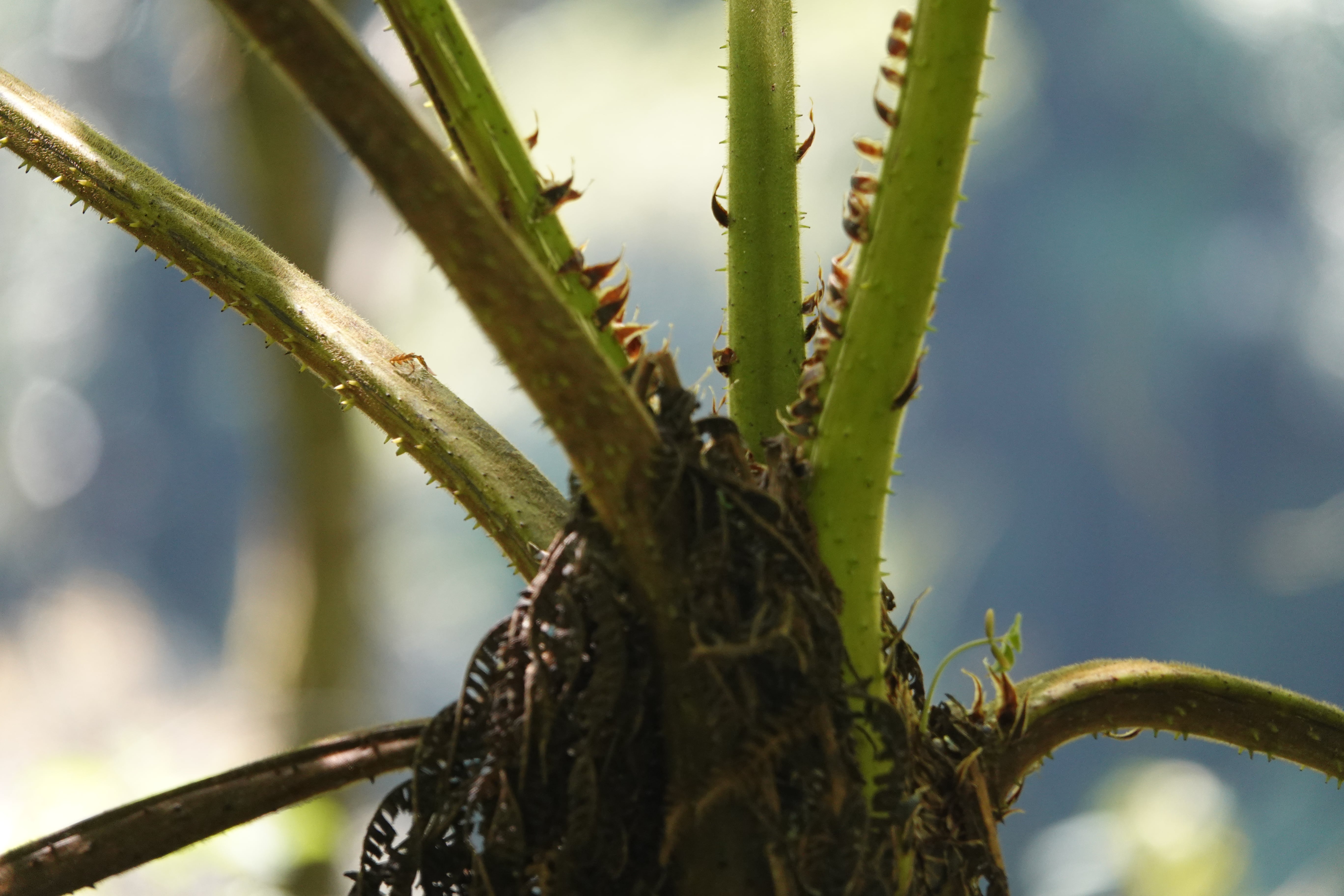 Cyathea tryonorum
