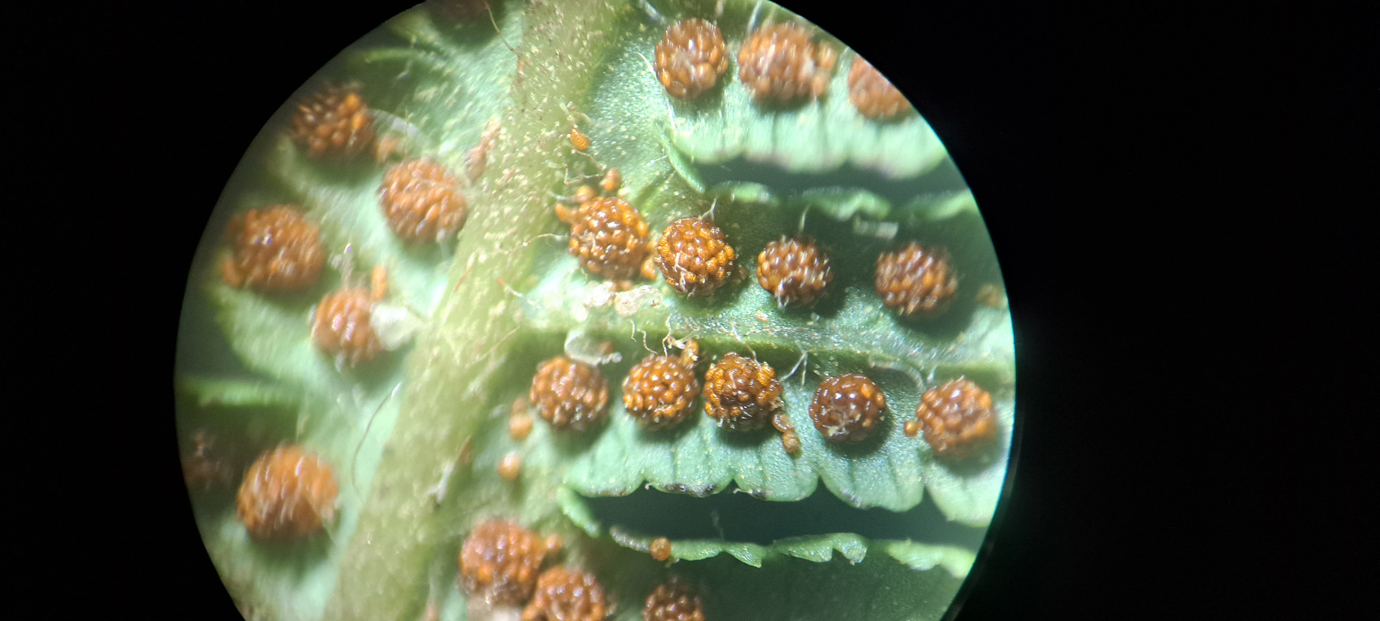 Cyathea tryonorum. La Honda.