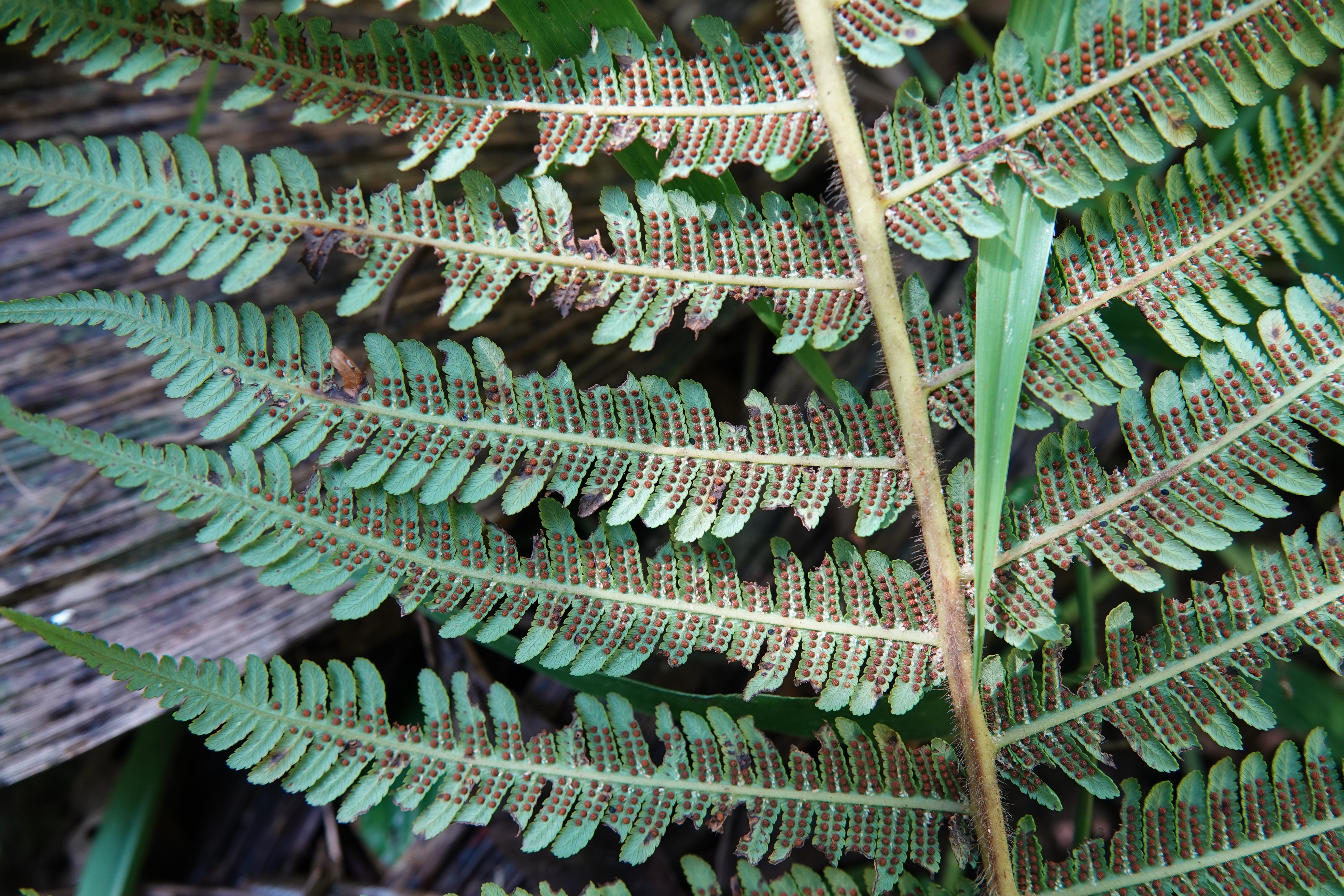 Cyathea tryonorum. La Honda.