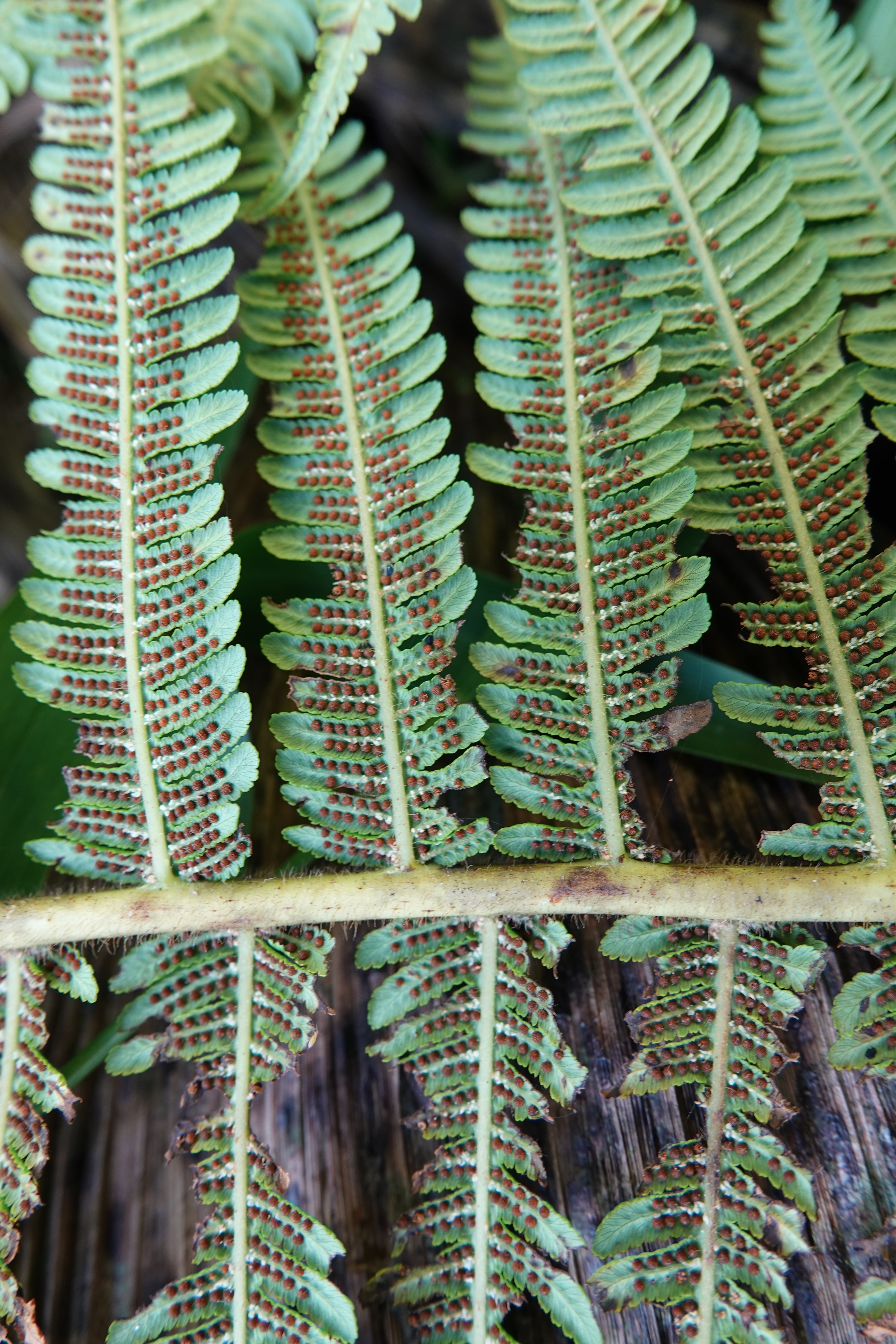 Cyathea tryonorum. La Honda.