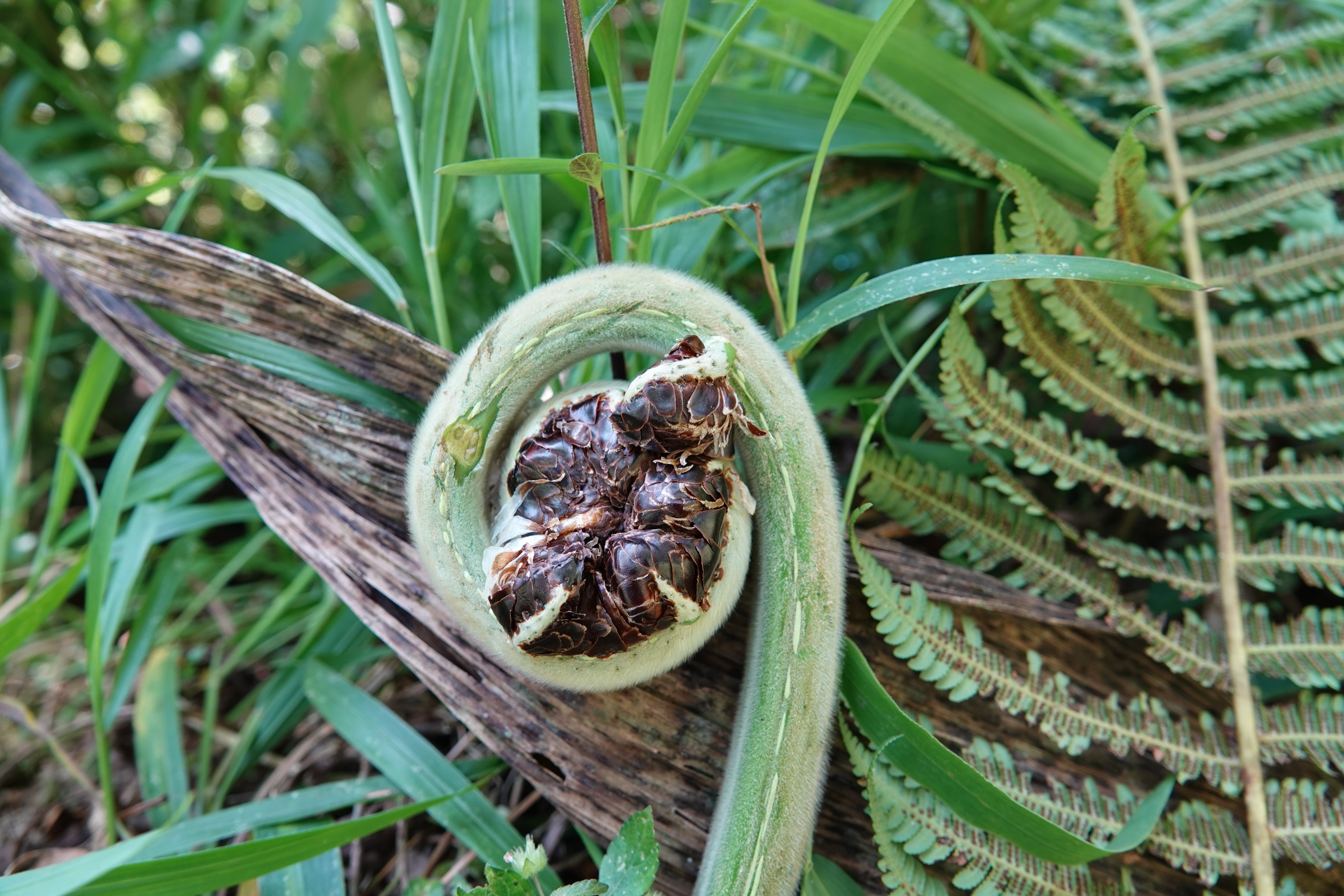 Cyathea tryonorum. La Honda.