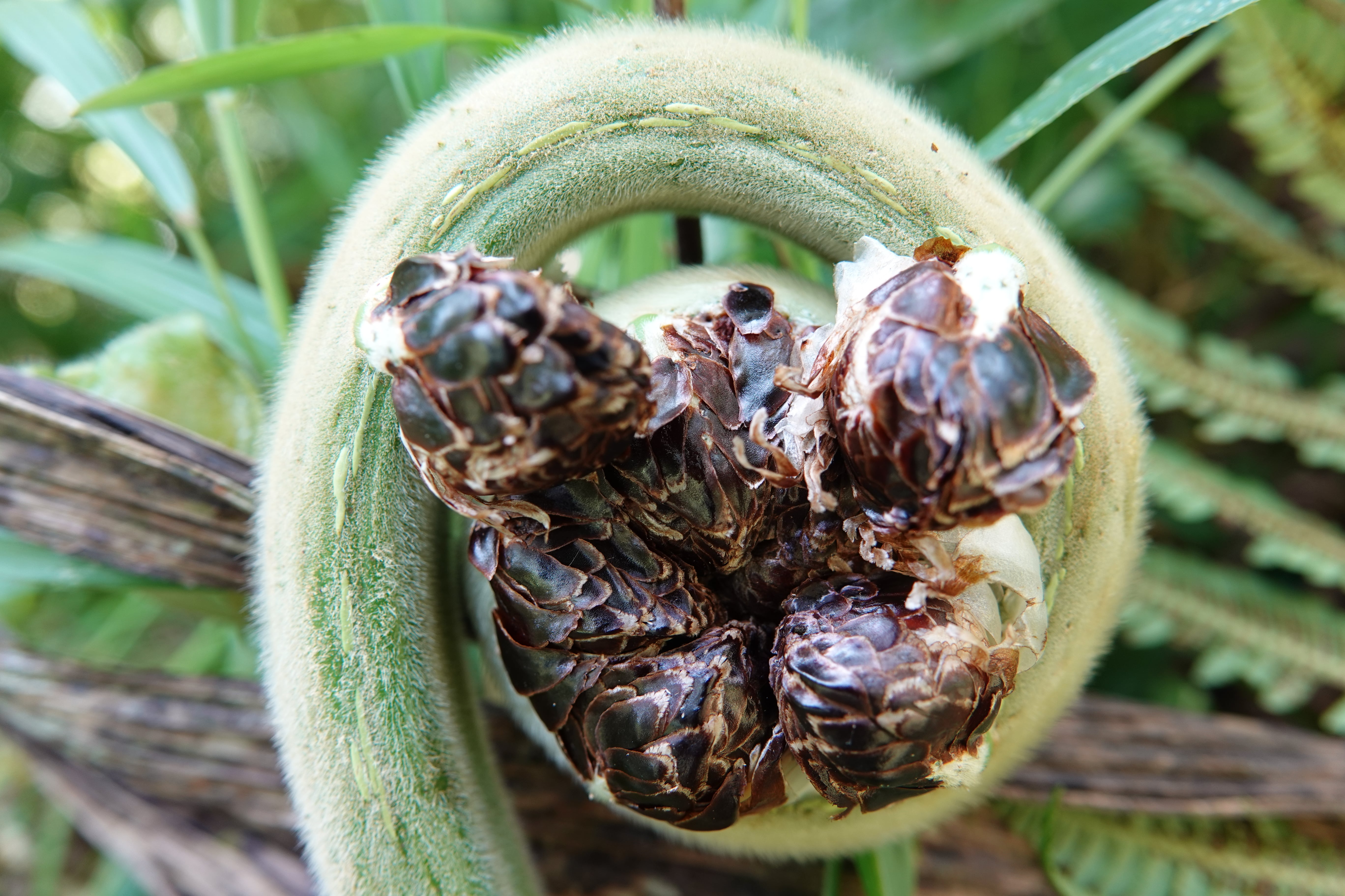 Cyathea tryonorum. La Honda.