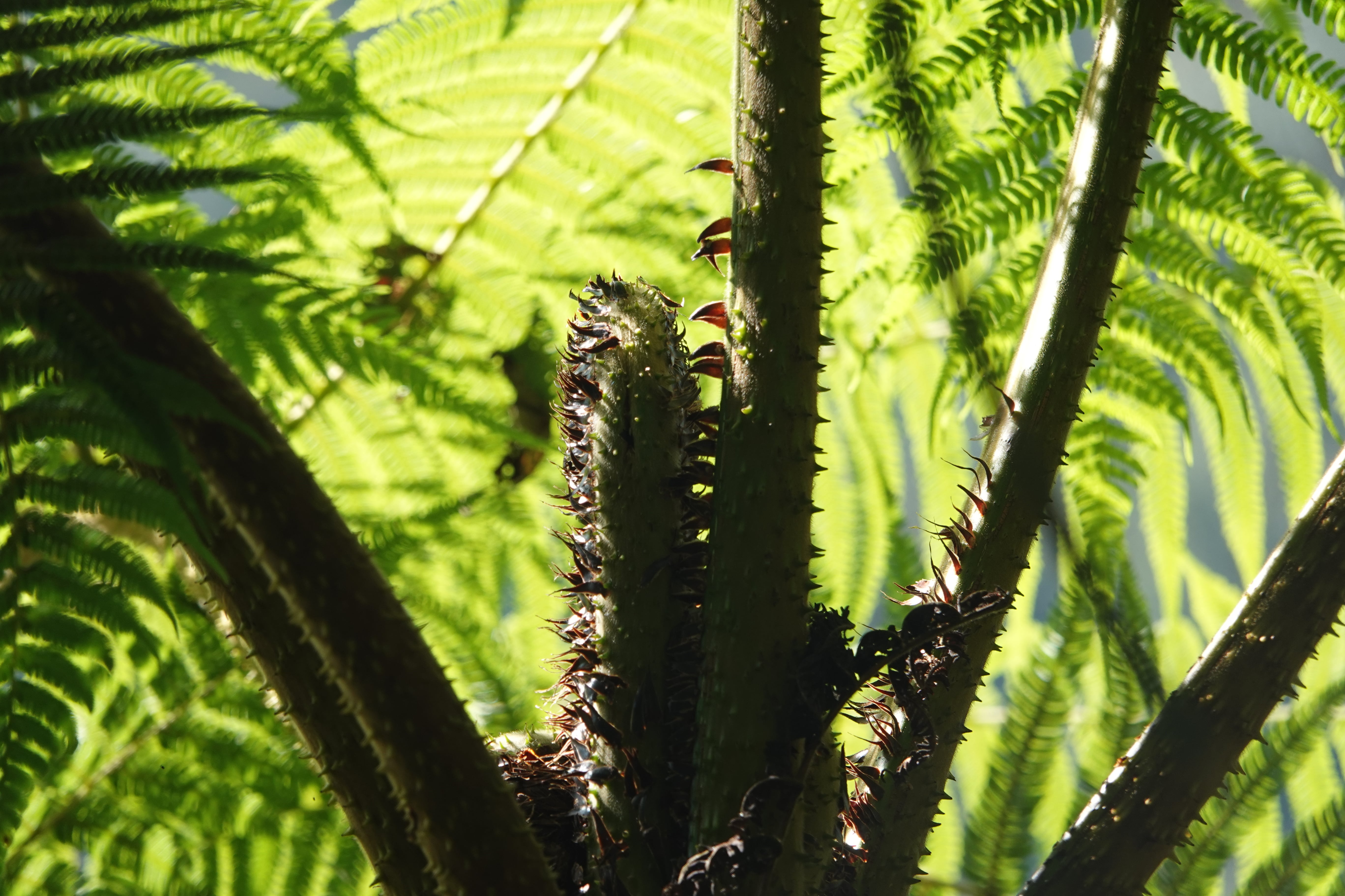 Cyathea tryonorum. La Honda.