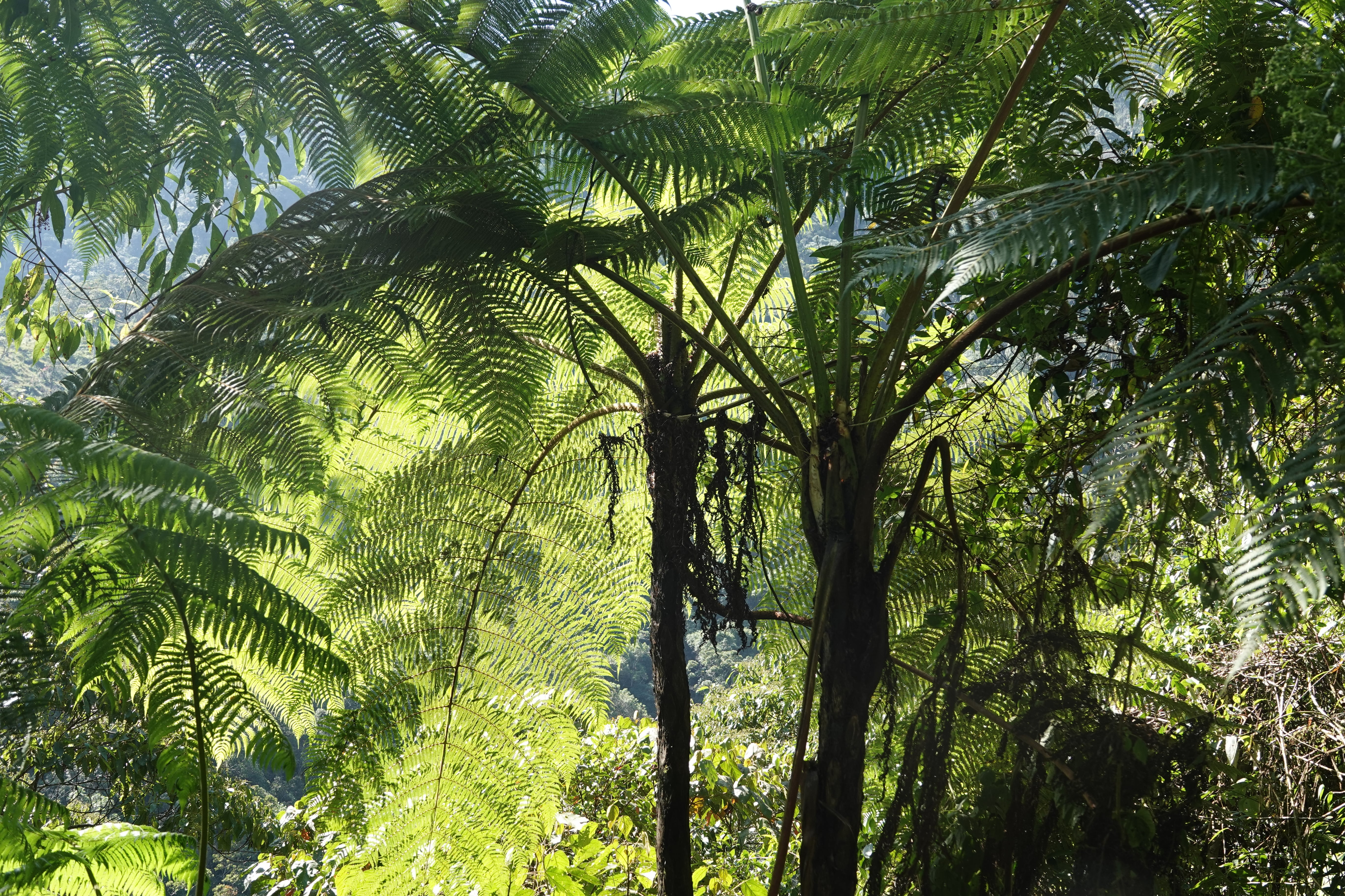 Cyathea tryonorum. La Honda.