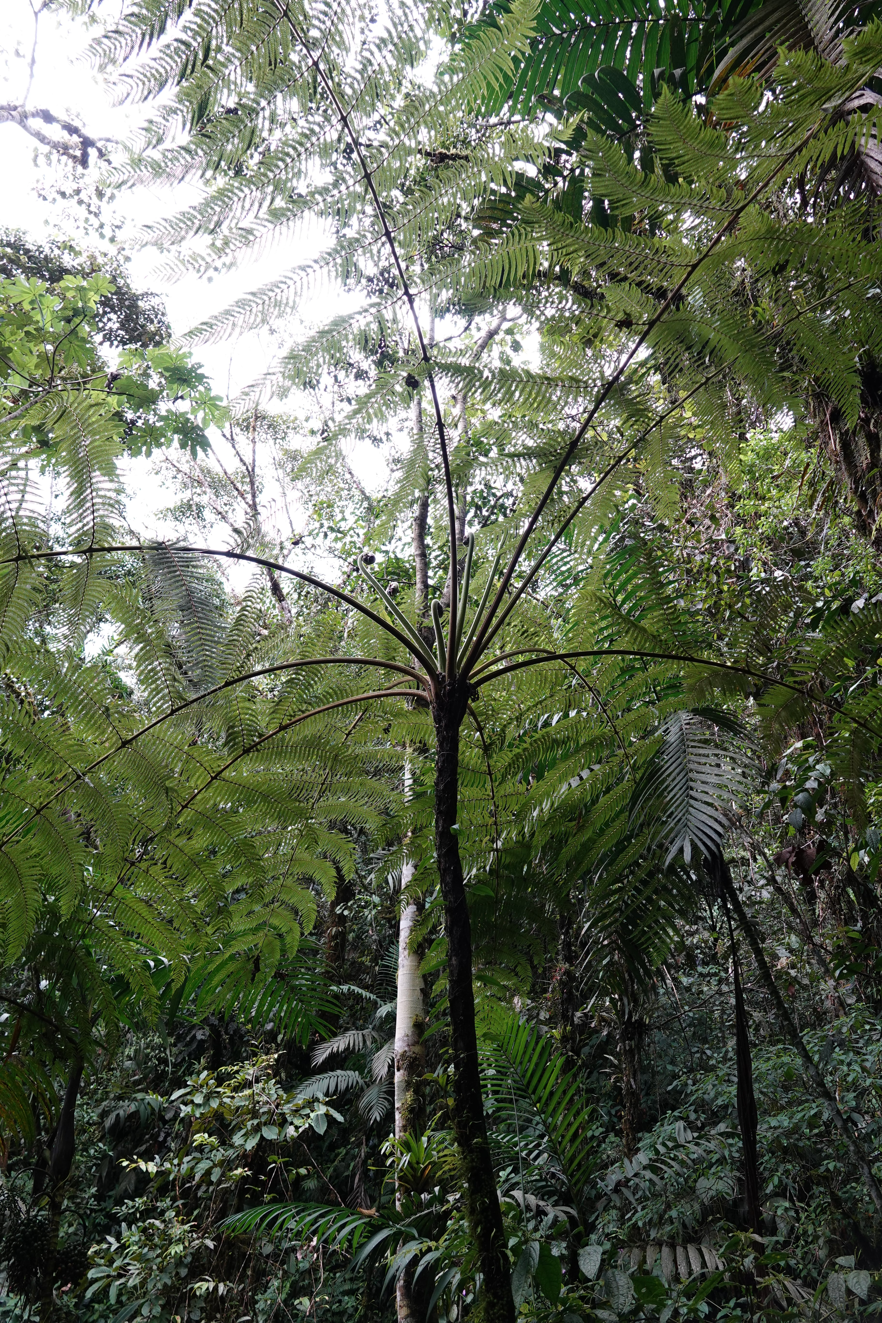 Cyathea tryonorum. La Honda.