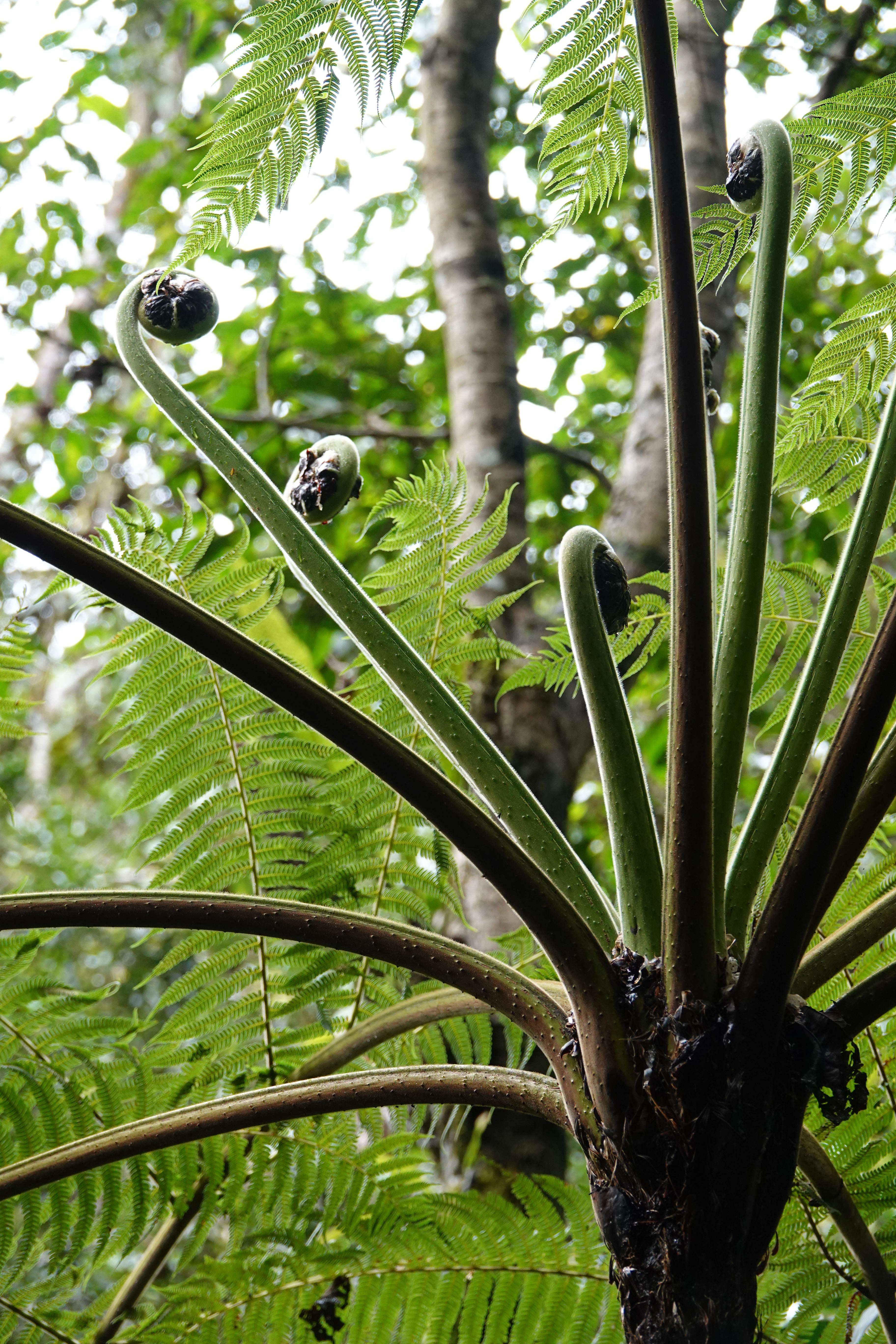 Cyathea tryonorum. La Honda.