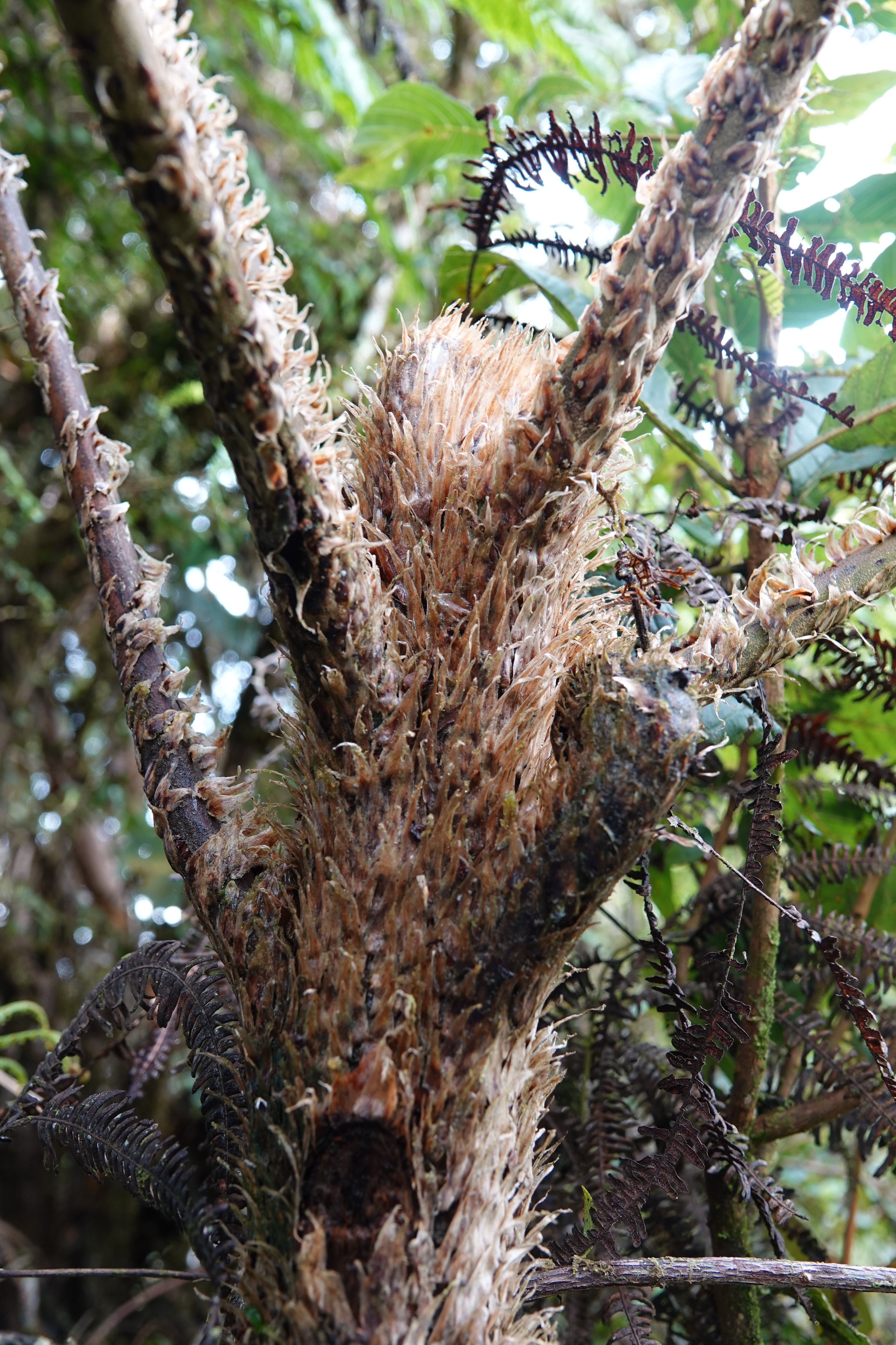 Cyathea vilhelmii