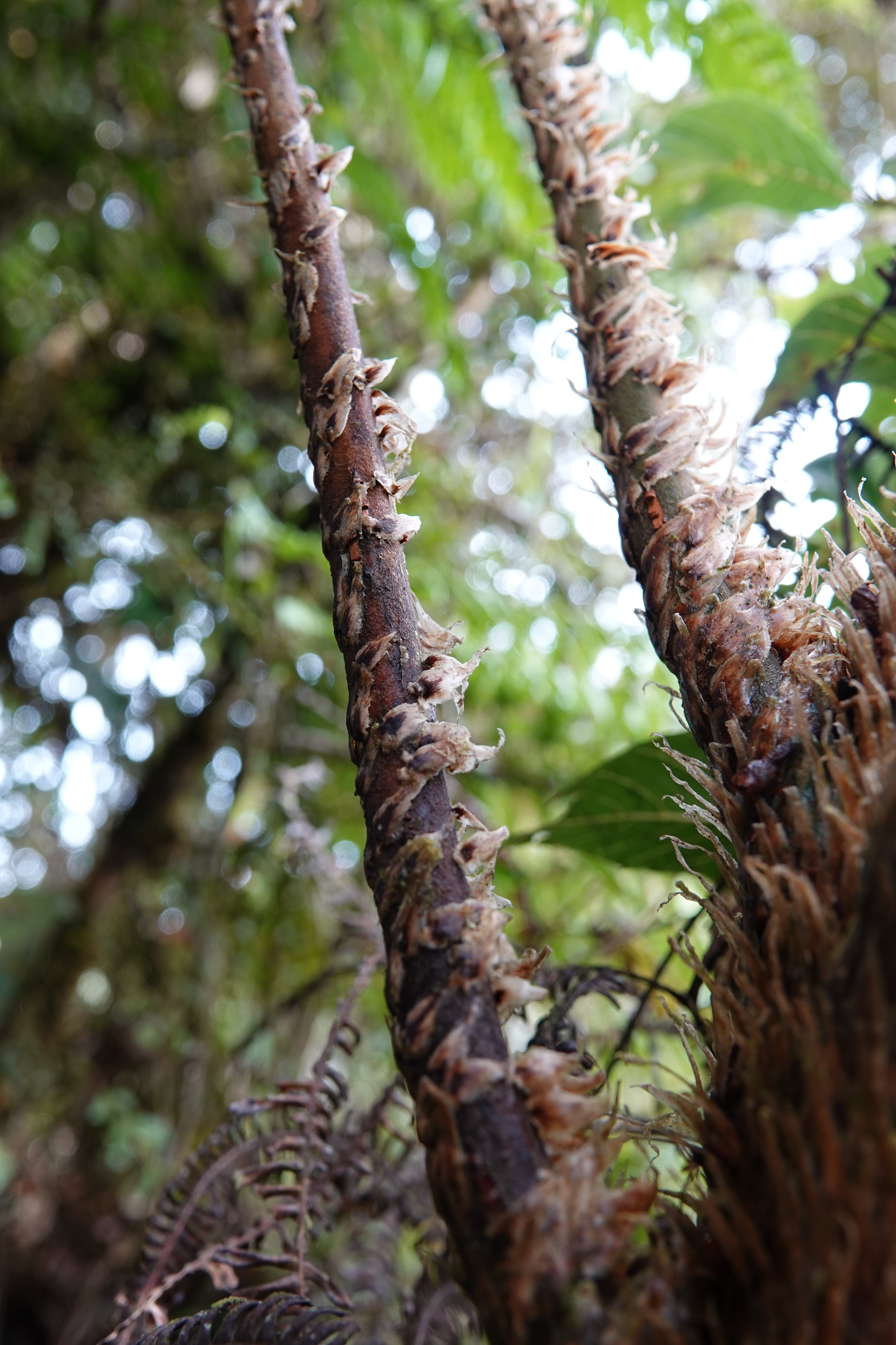 Cyathea vilhelmii. La Honda.