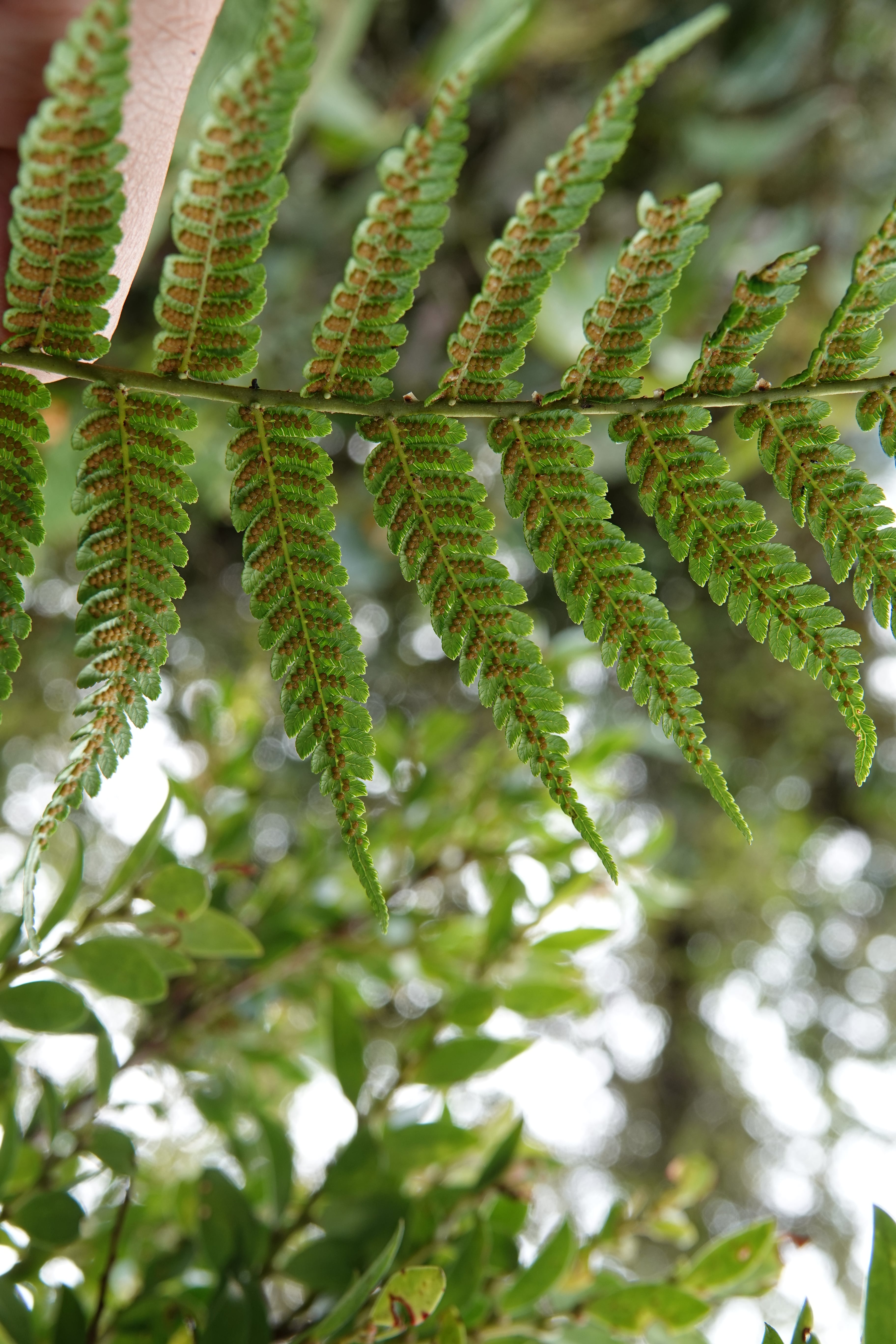 Cyathea vilhelmii. La Honda.