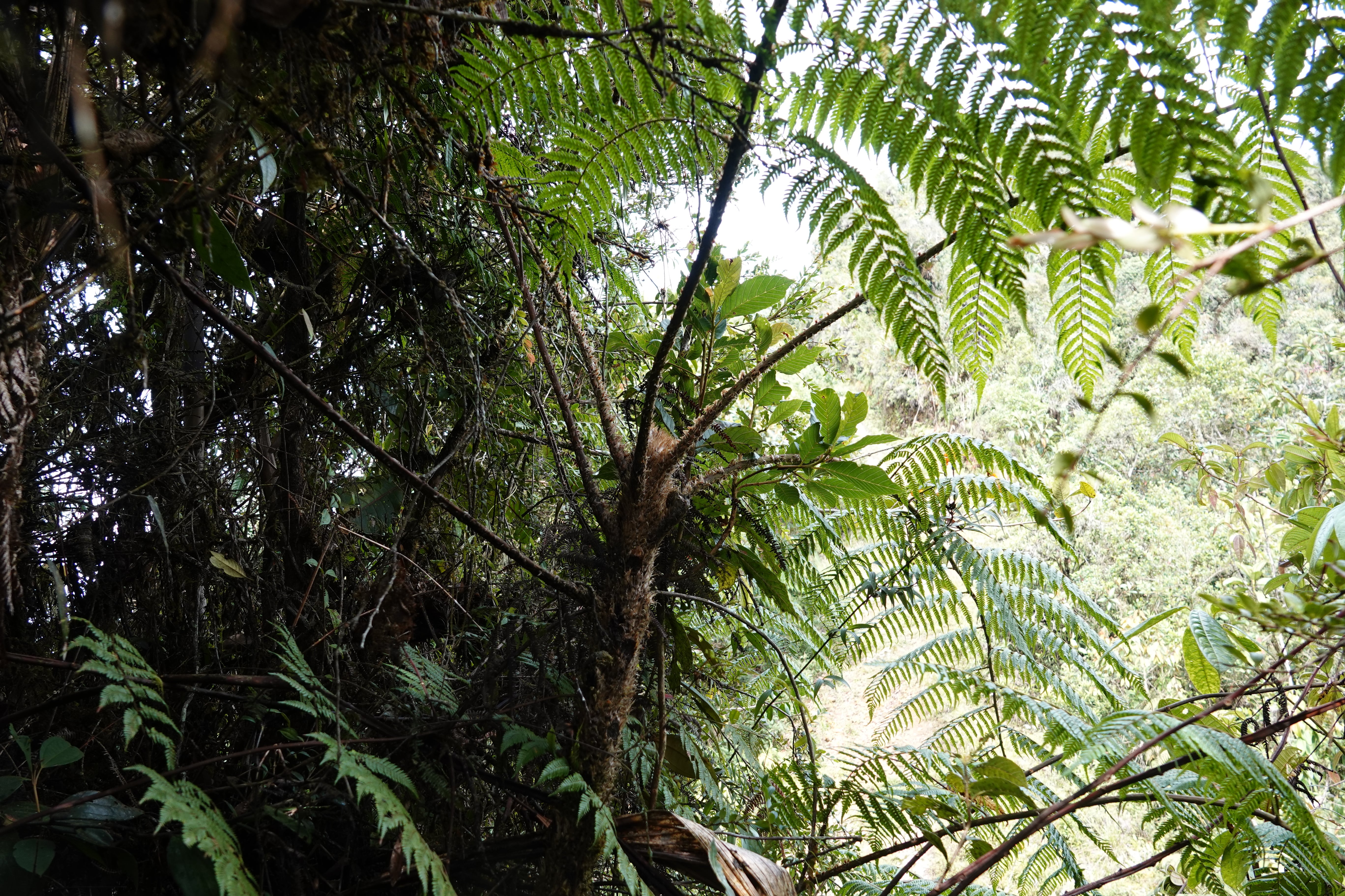 Cyathea vilhelmii. La Honda.