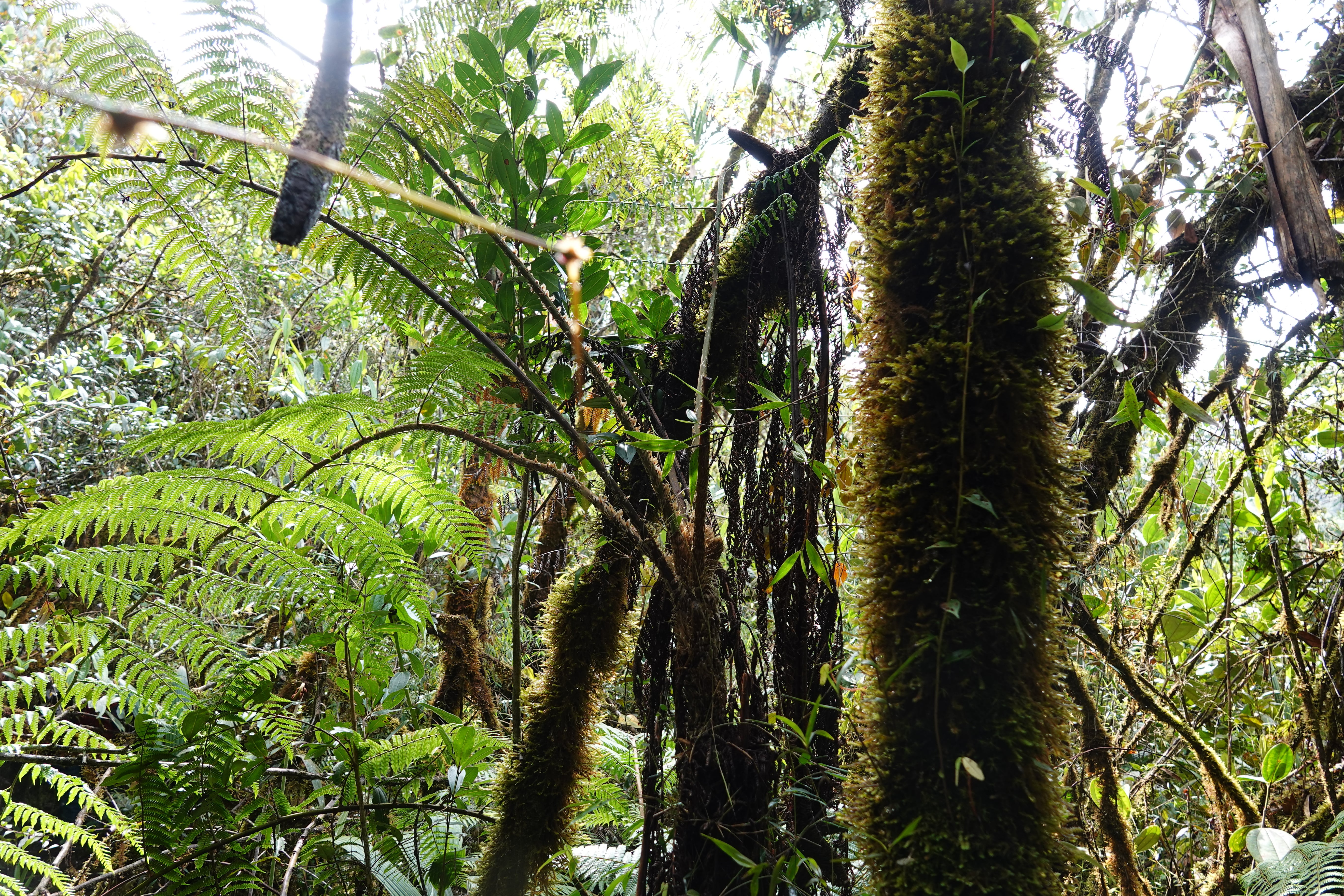 Cyathea vilhelmii. La Honda.