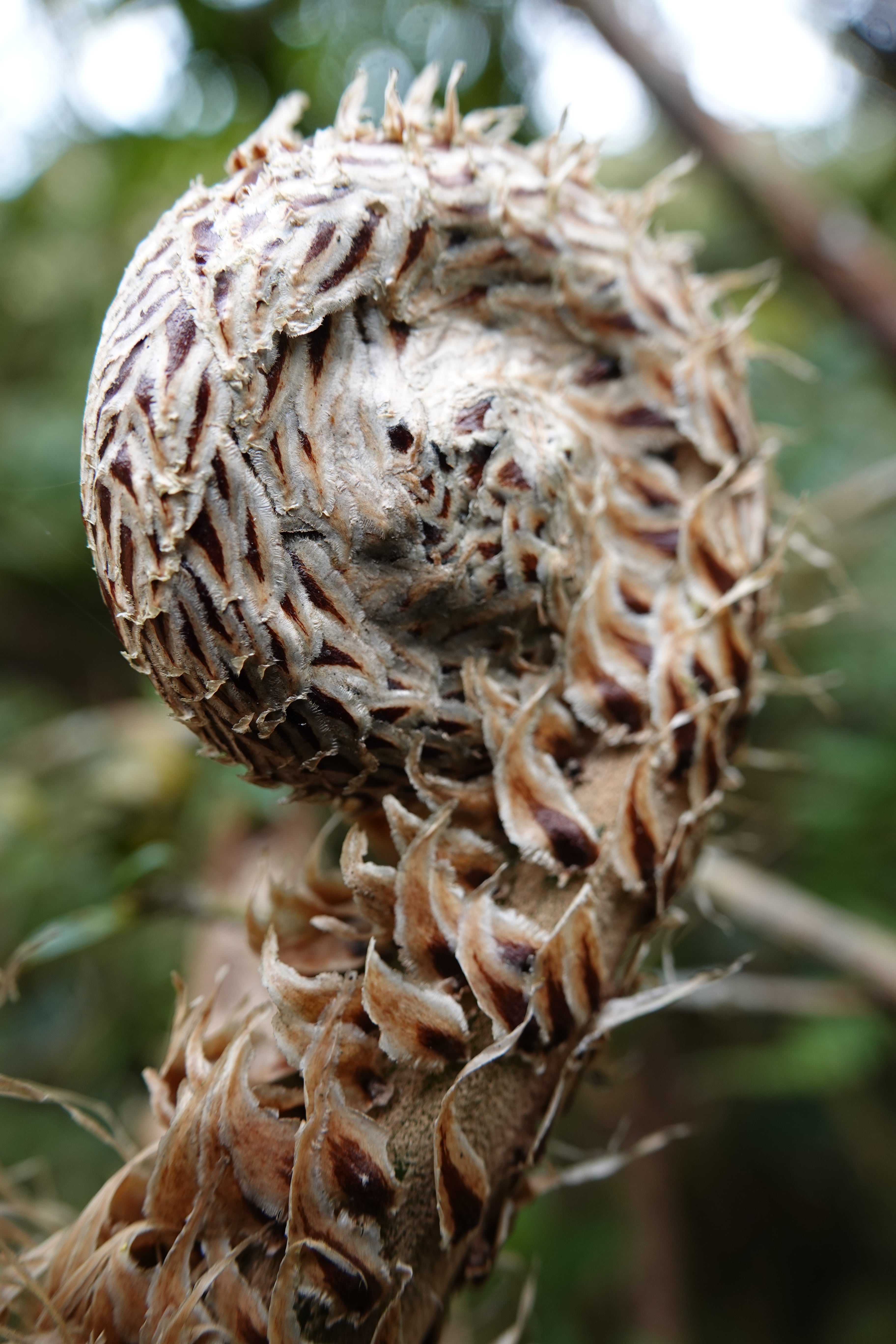 Cyathea vilhelmii. La Honda.
