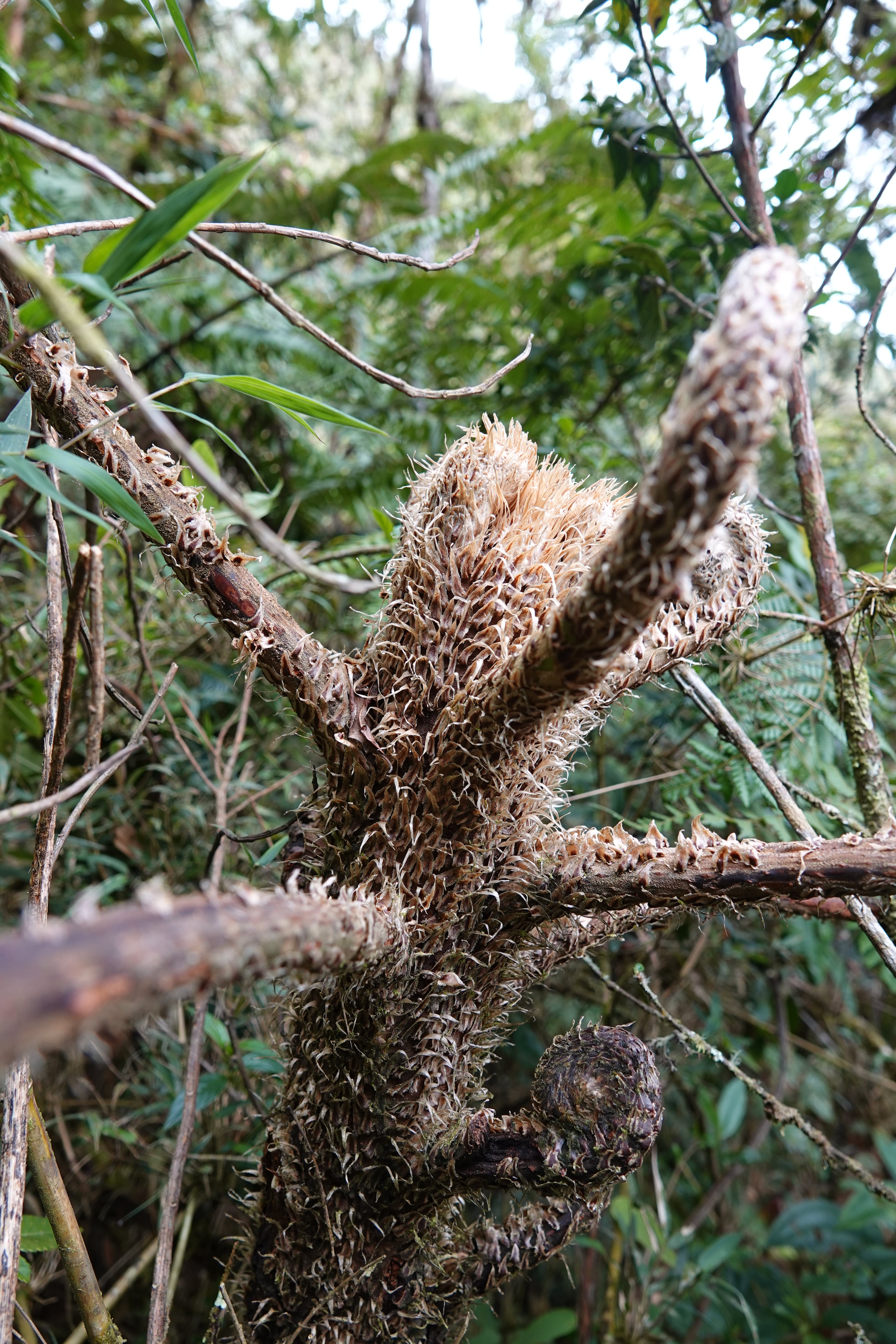 Cyathea vilhelmii. La Honda.