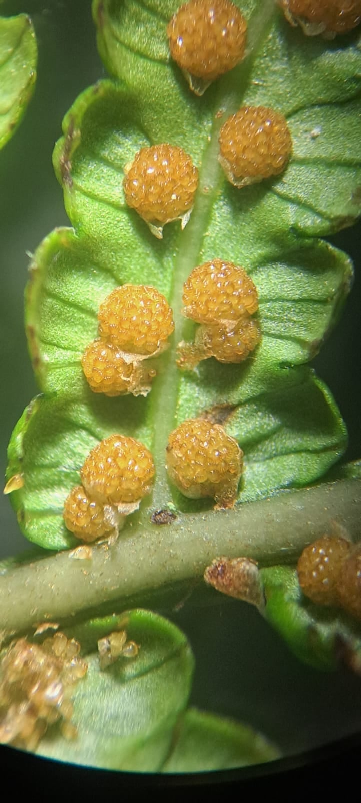 Cyathea vilhelmii. La Honda.