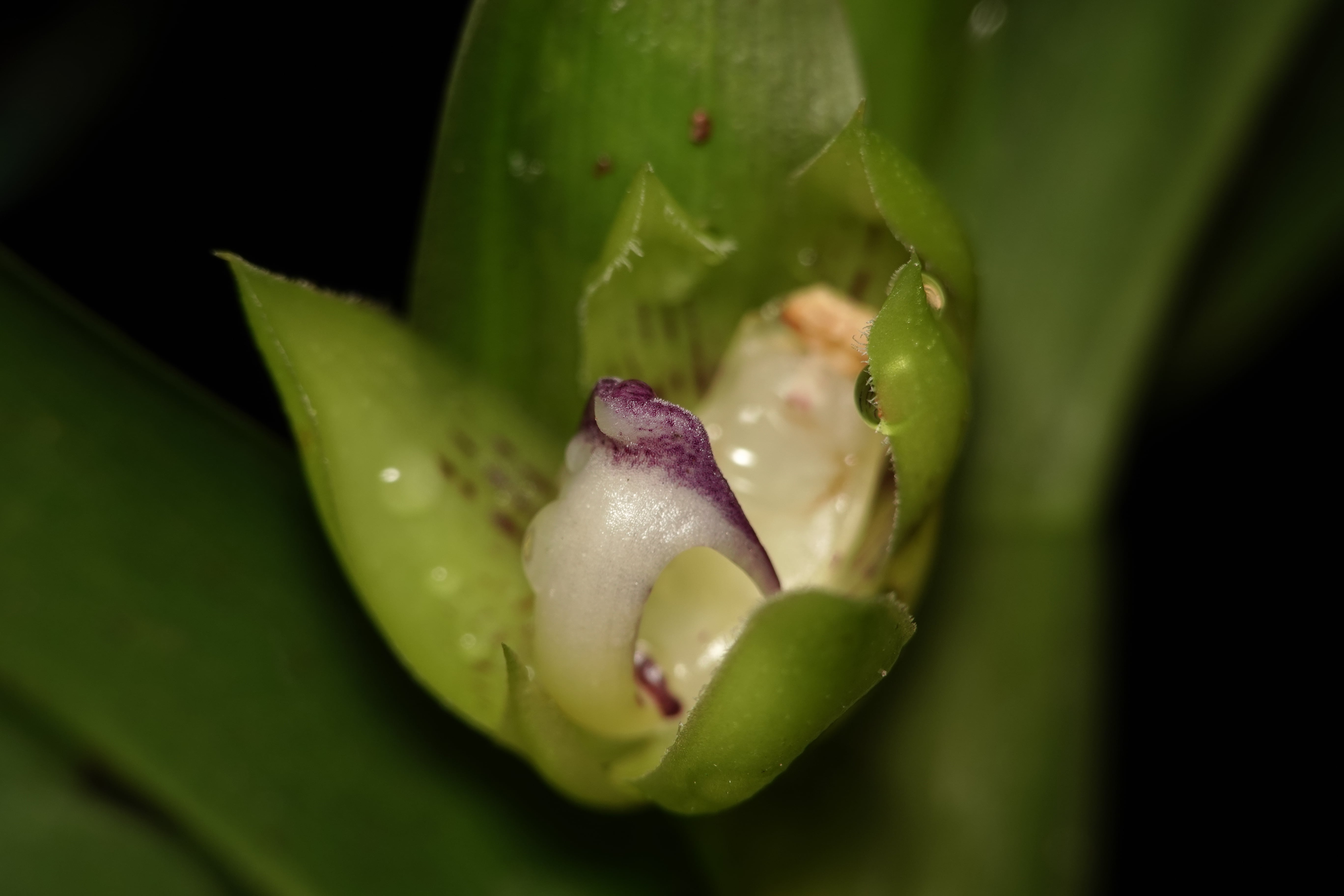 Dichaea sp 1