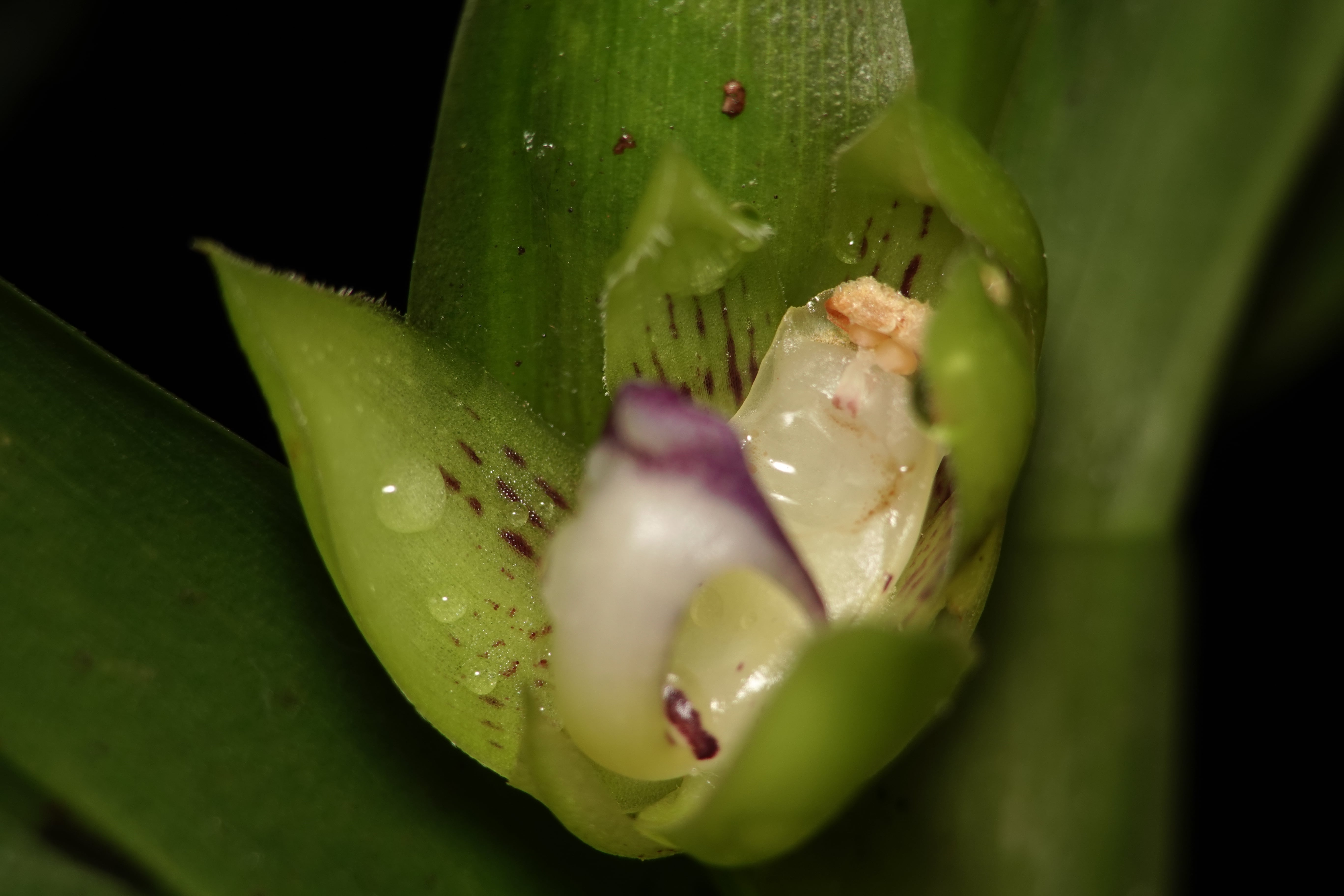 Dichaea sp 1. La Honda.