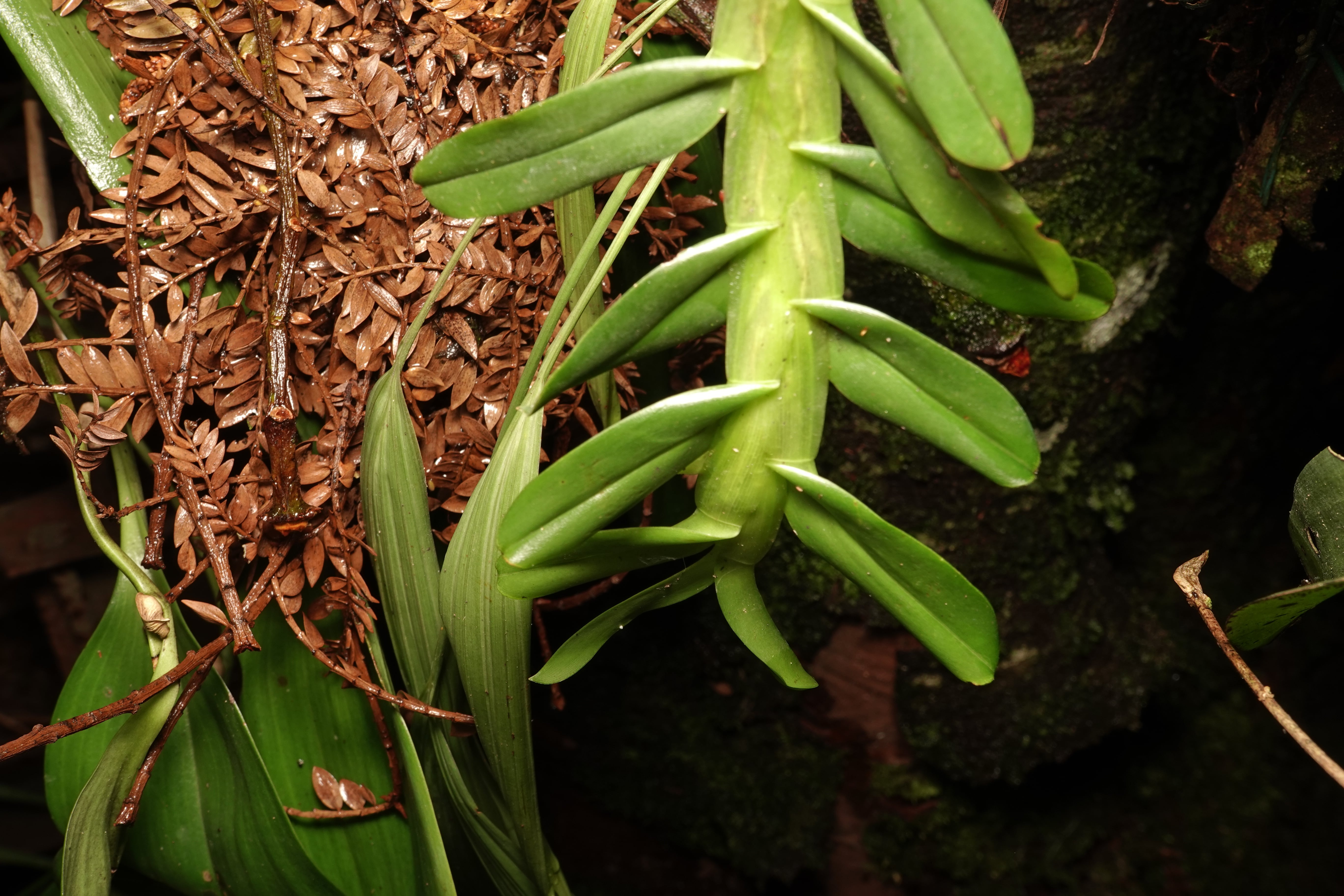 Dichaea sp 1. La Honda.