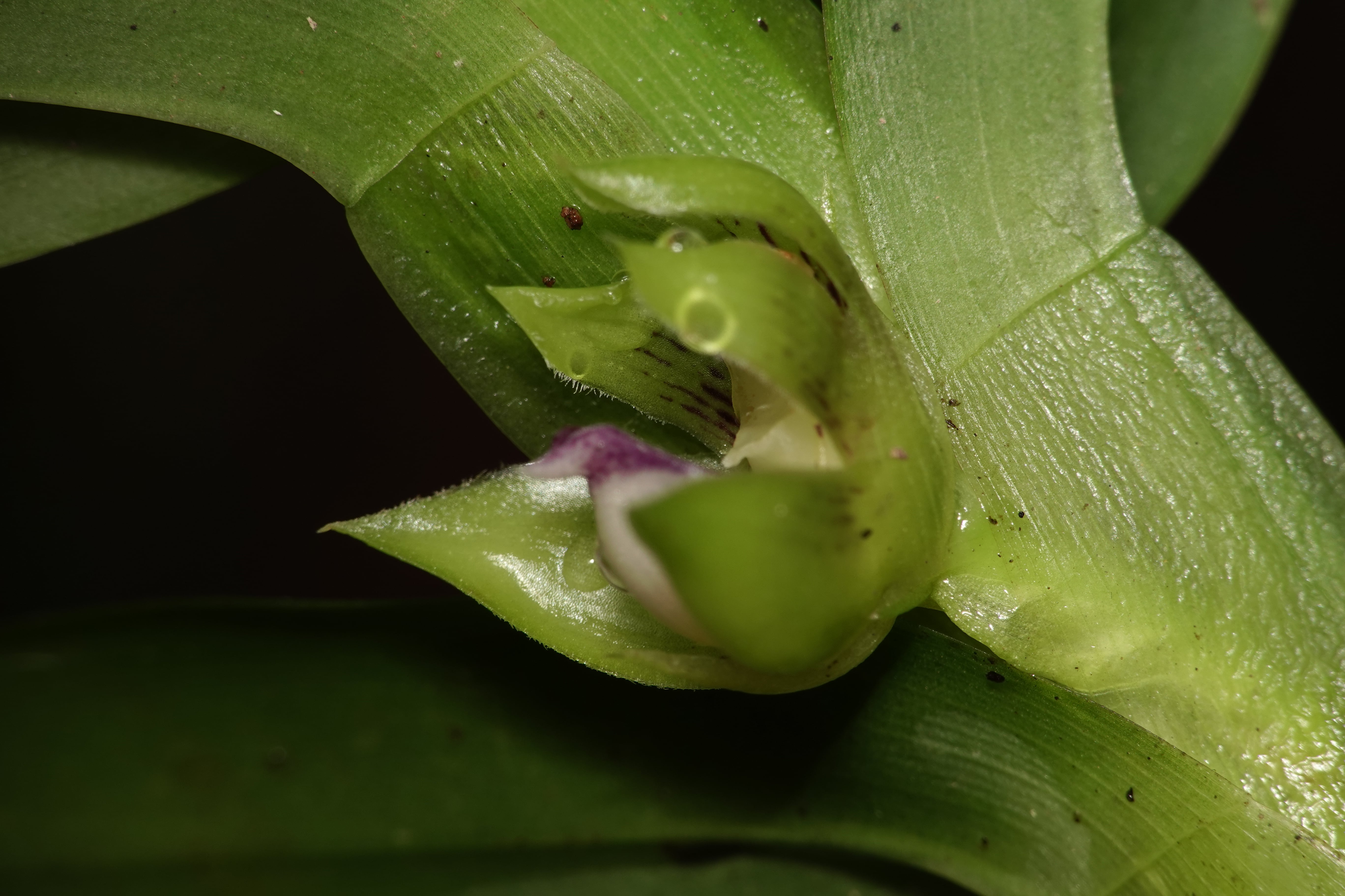 Dichaea sp 1. La Honda.