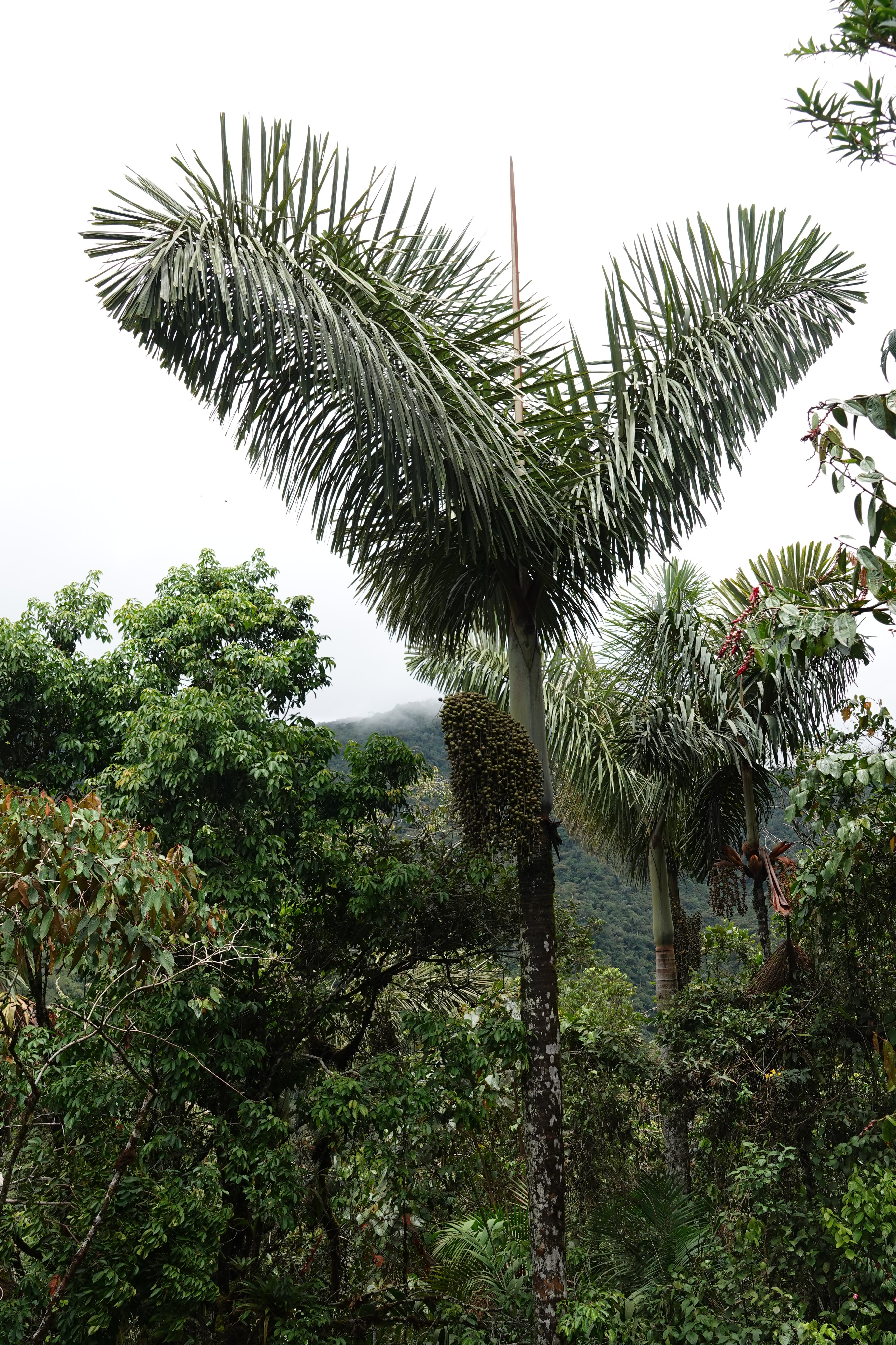 Dictyocaryum lamarckianum