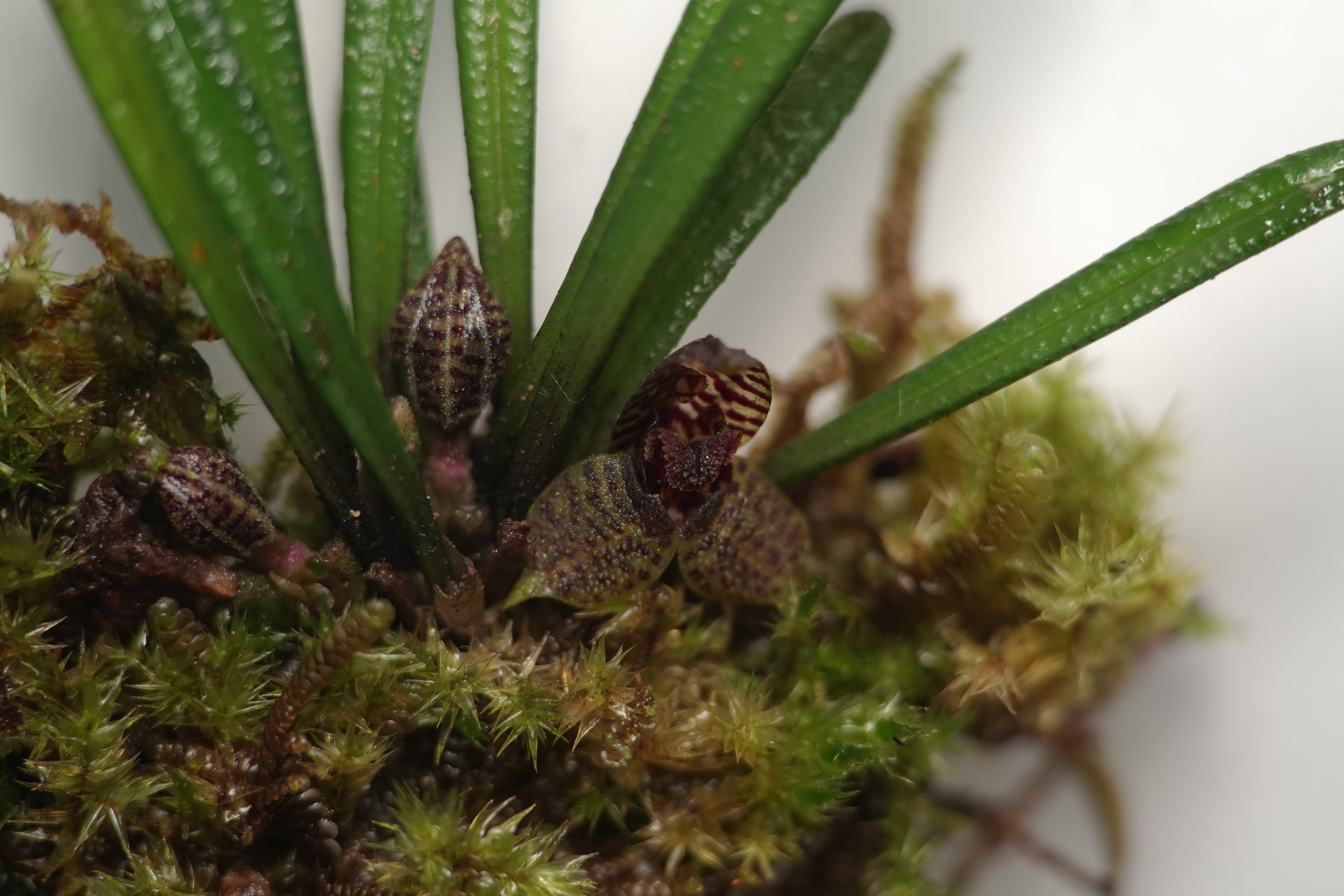 Dryadella sp