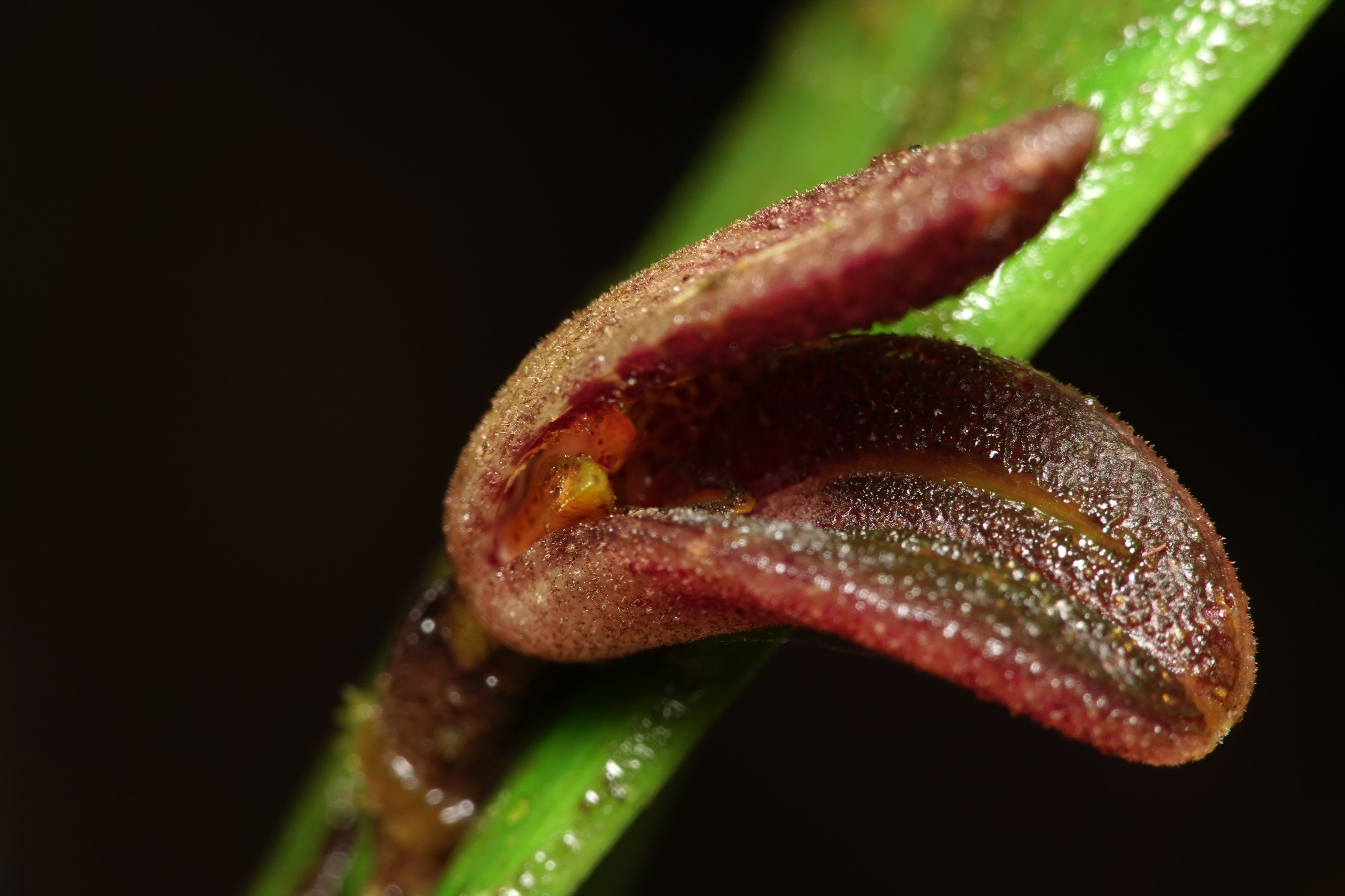 Echinosepala aspasicensis