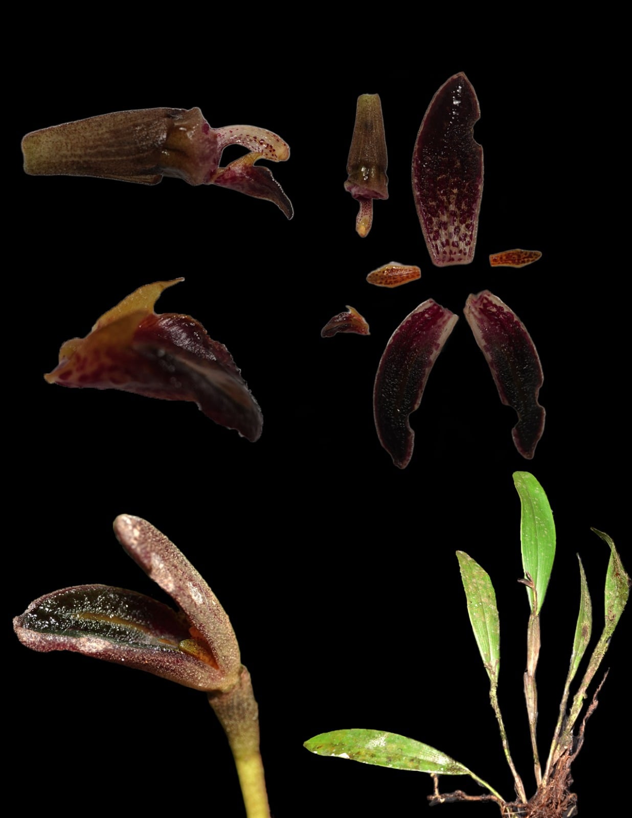 *Echinosepala aspasicensis*. La Honda.
