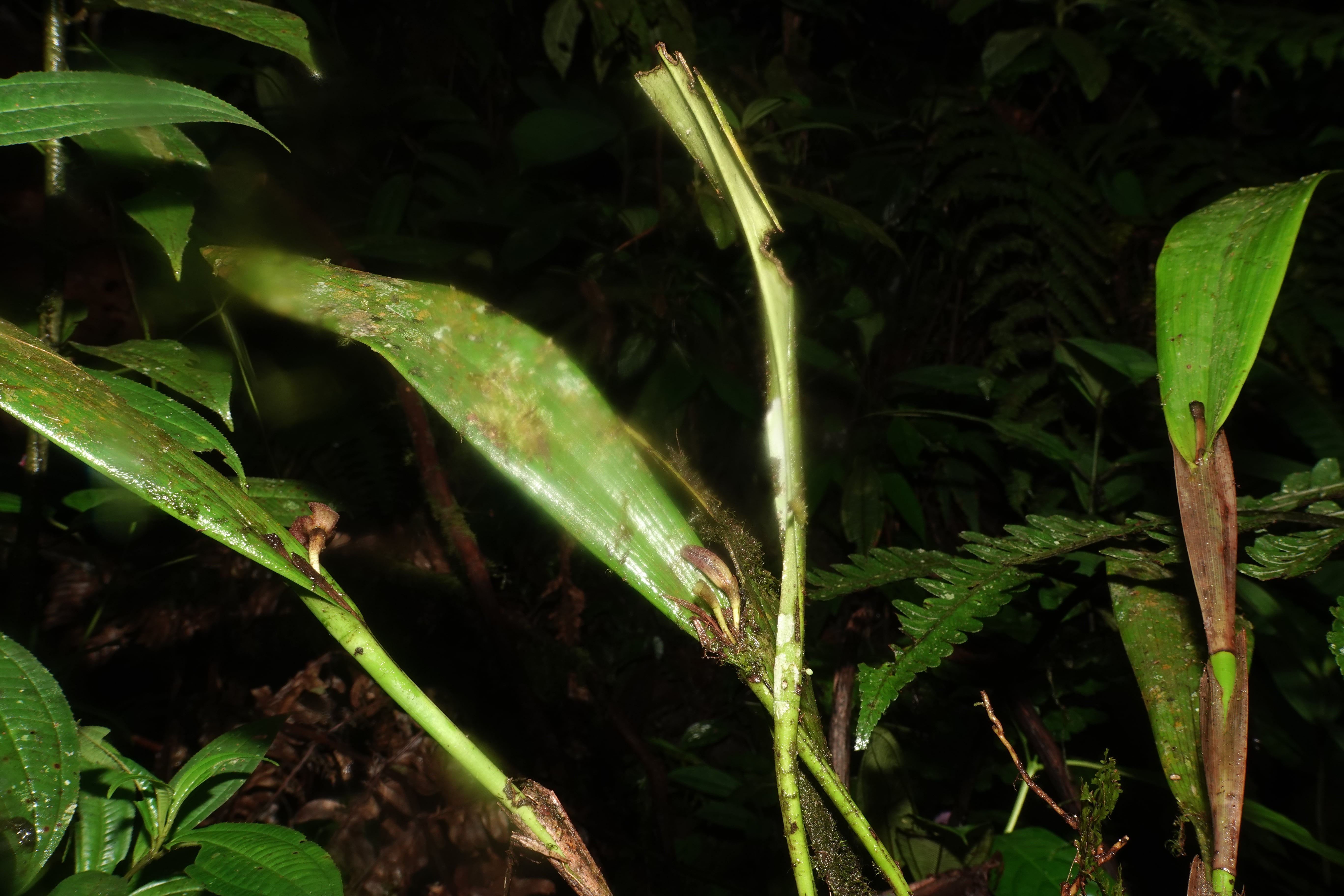 Echinosepala aspasicensis. La Honda.