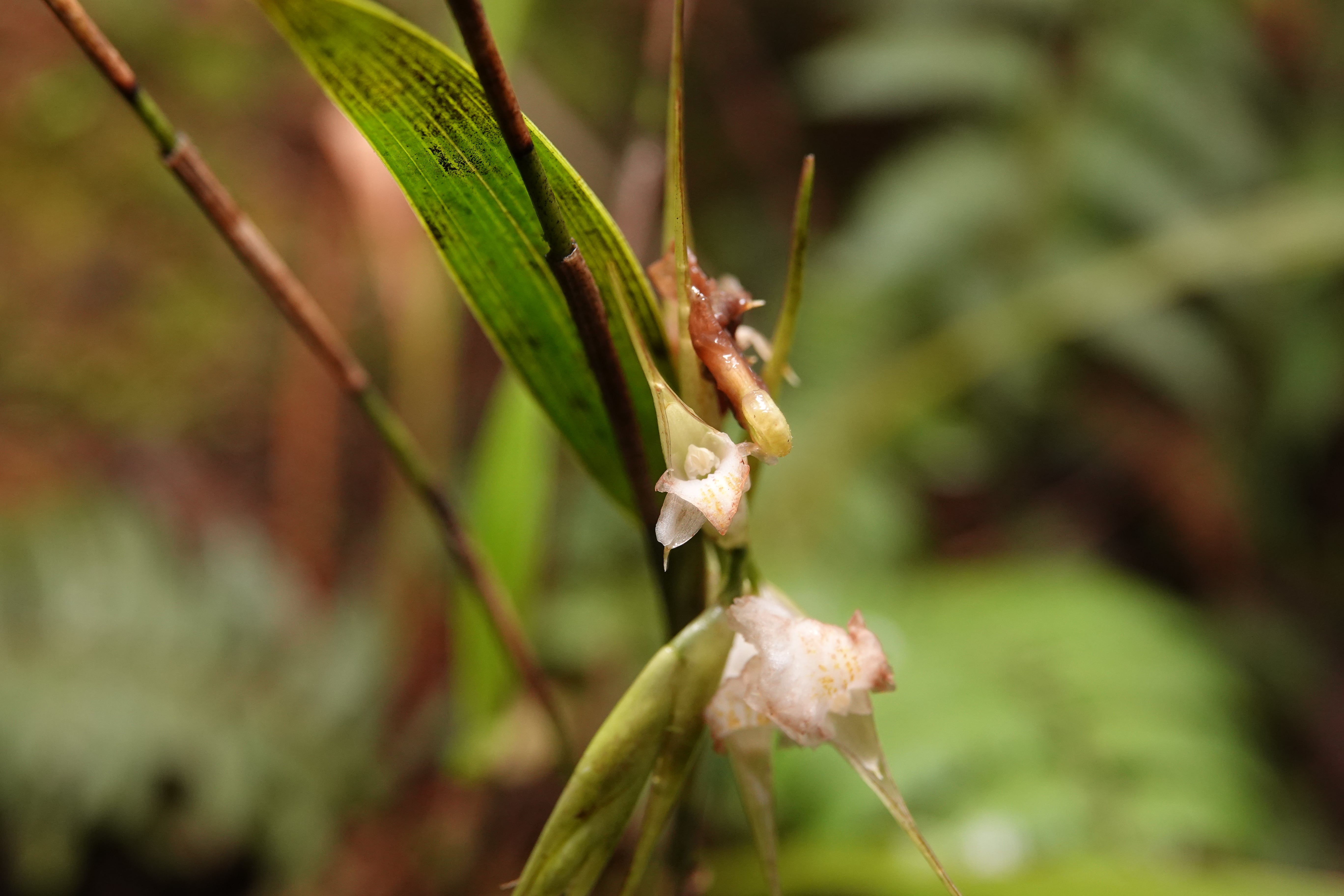 Elleanthus sp 1