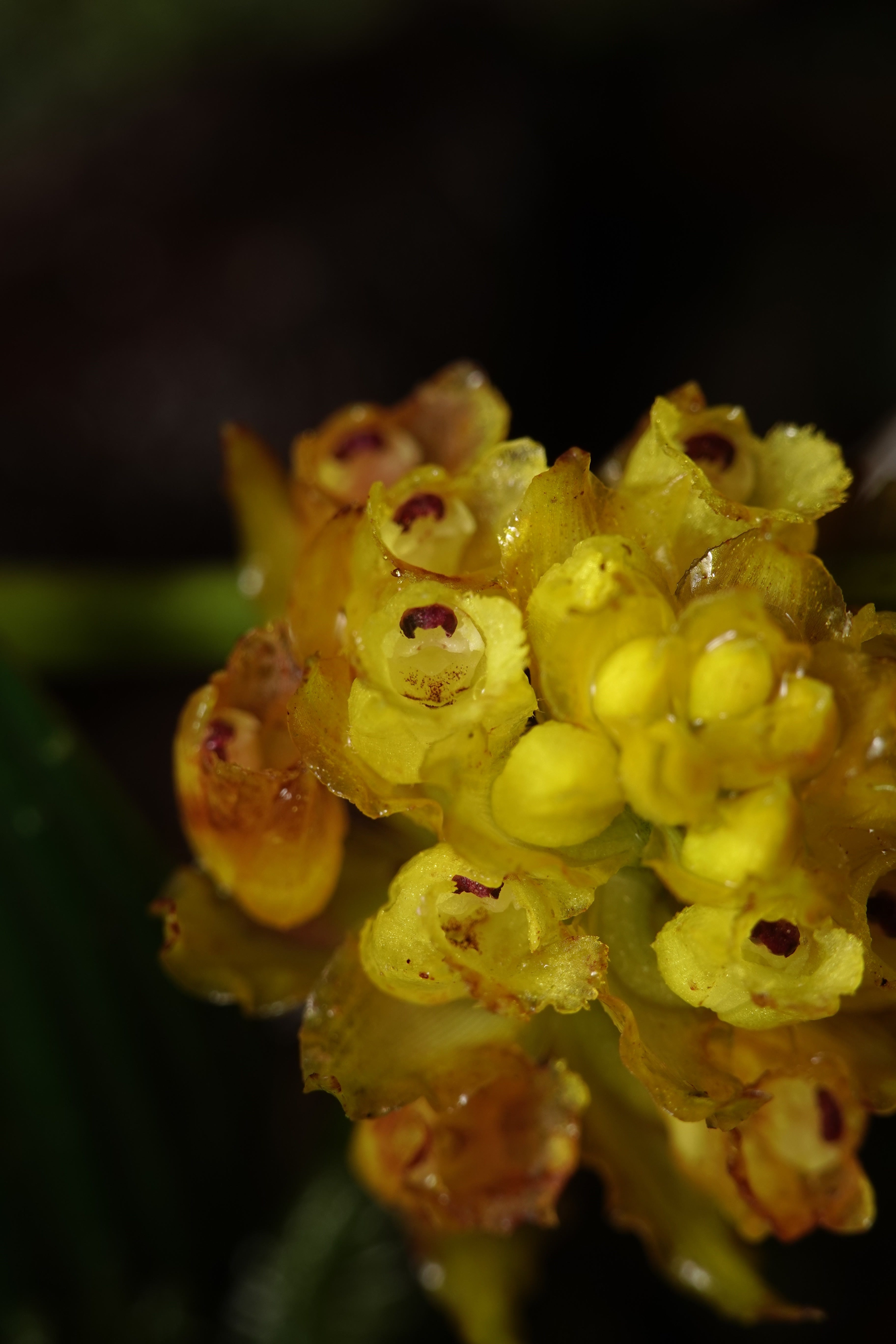 Elleanthus sp 3