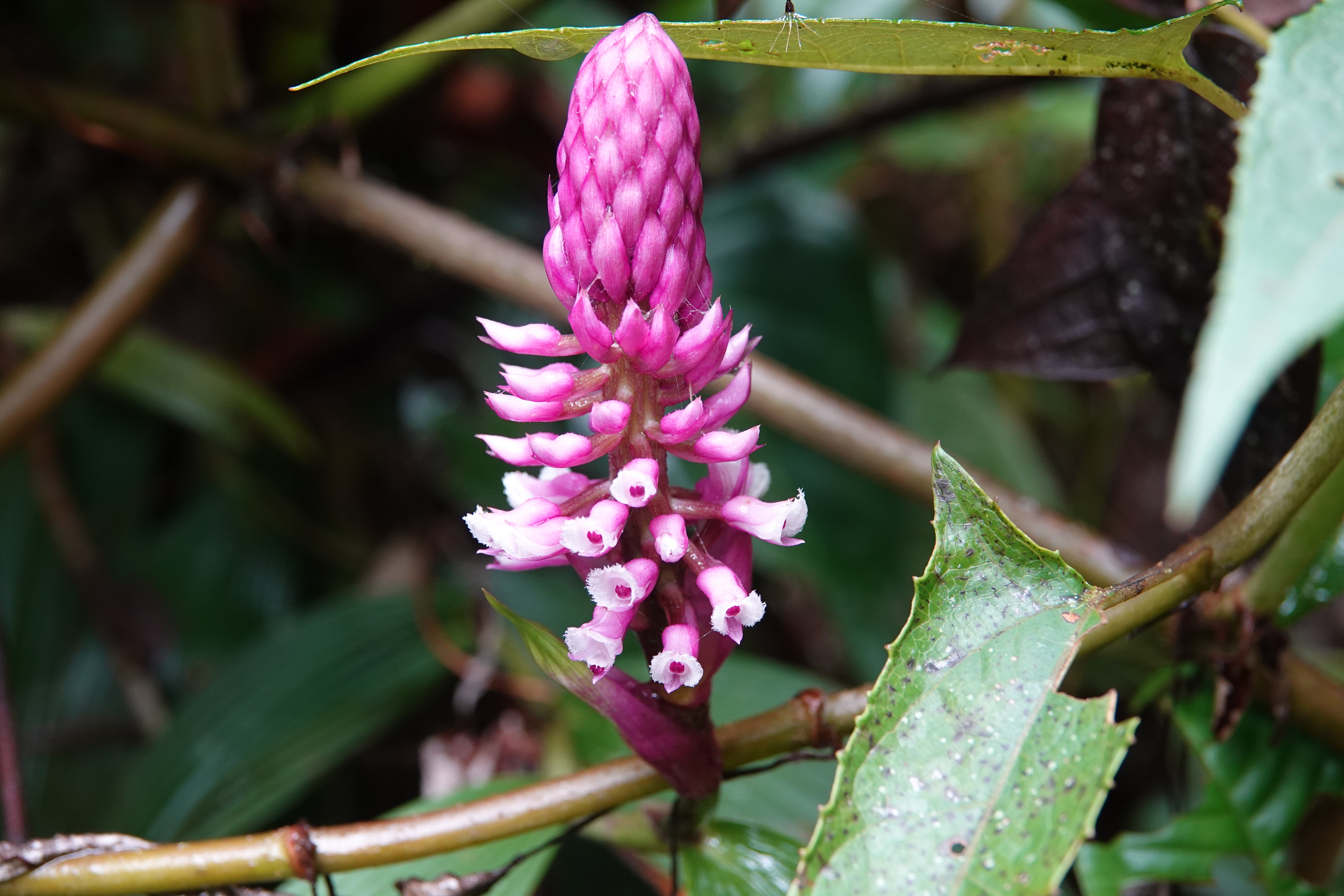 Elleanthus sp 4
