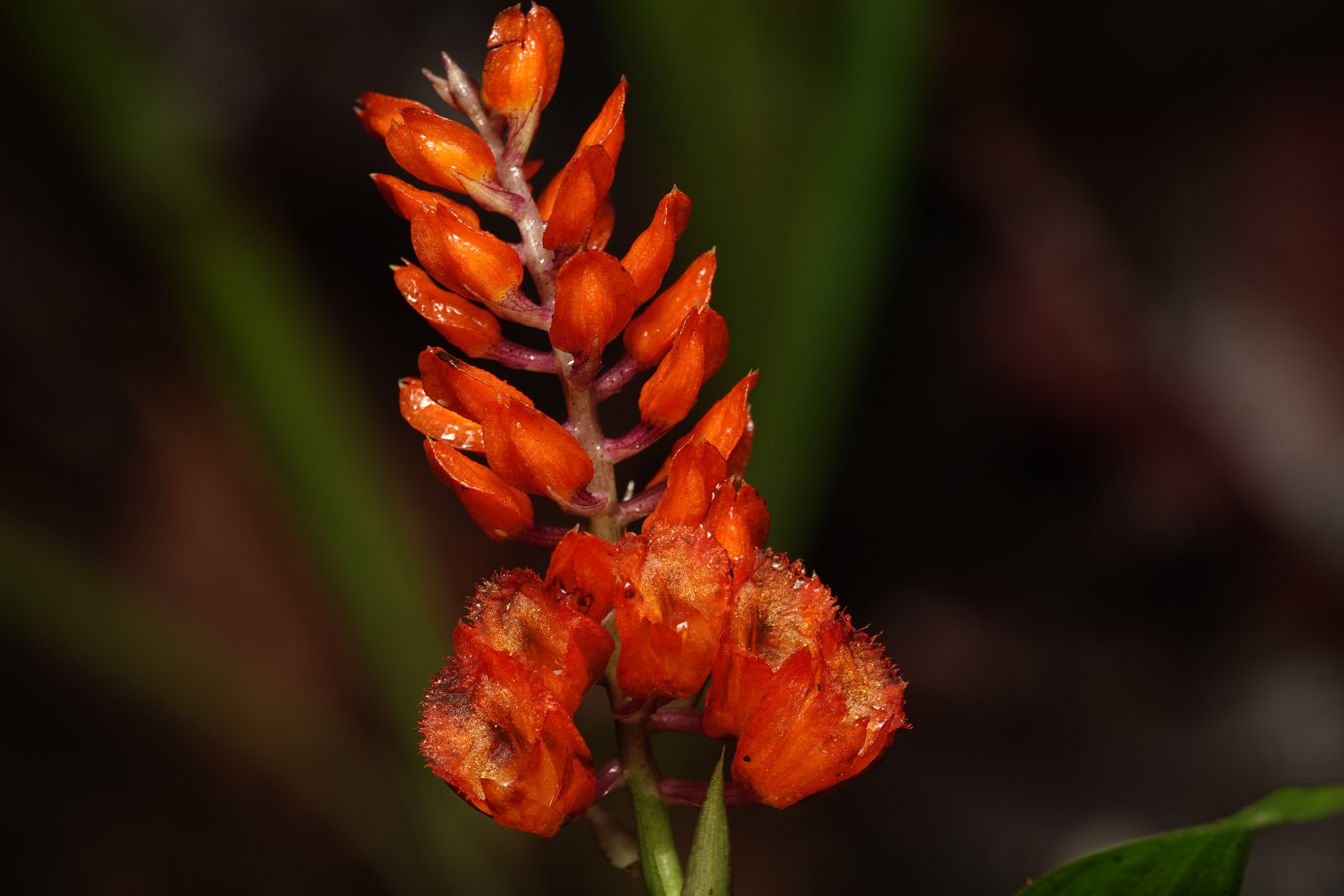 Elleanthus sp 5