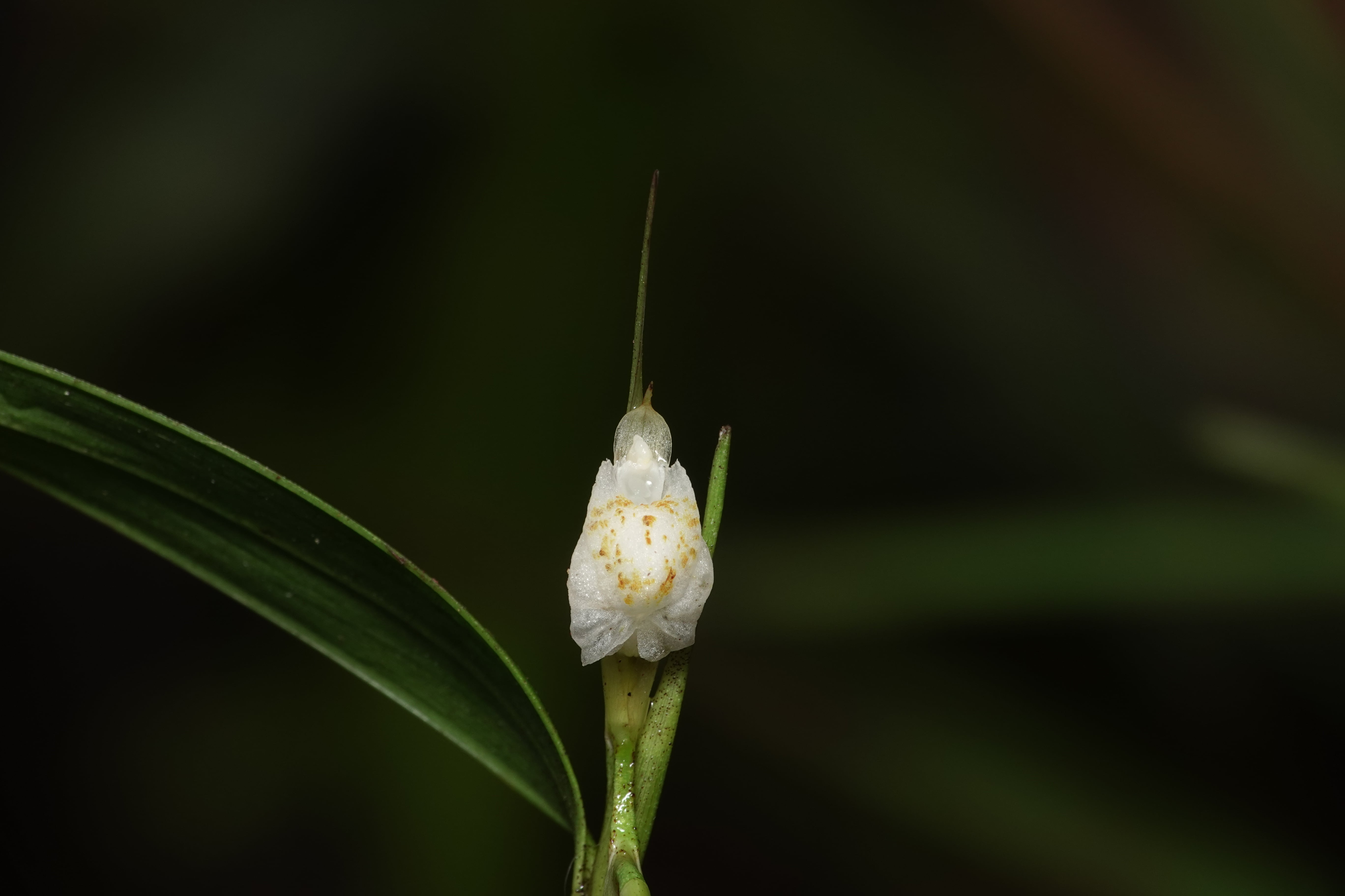 Elleanthus sp 6