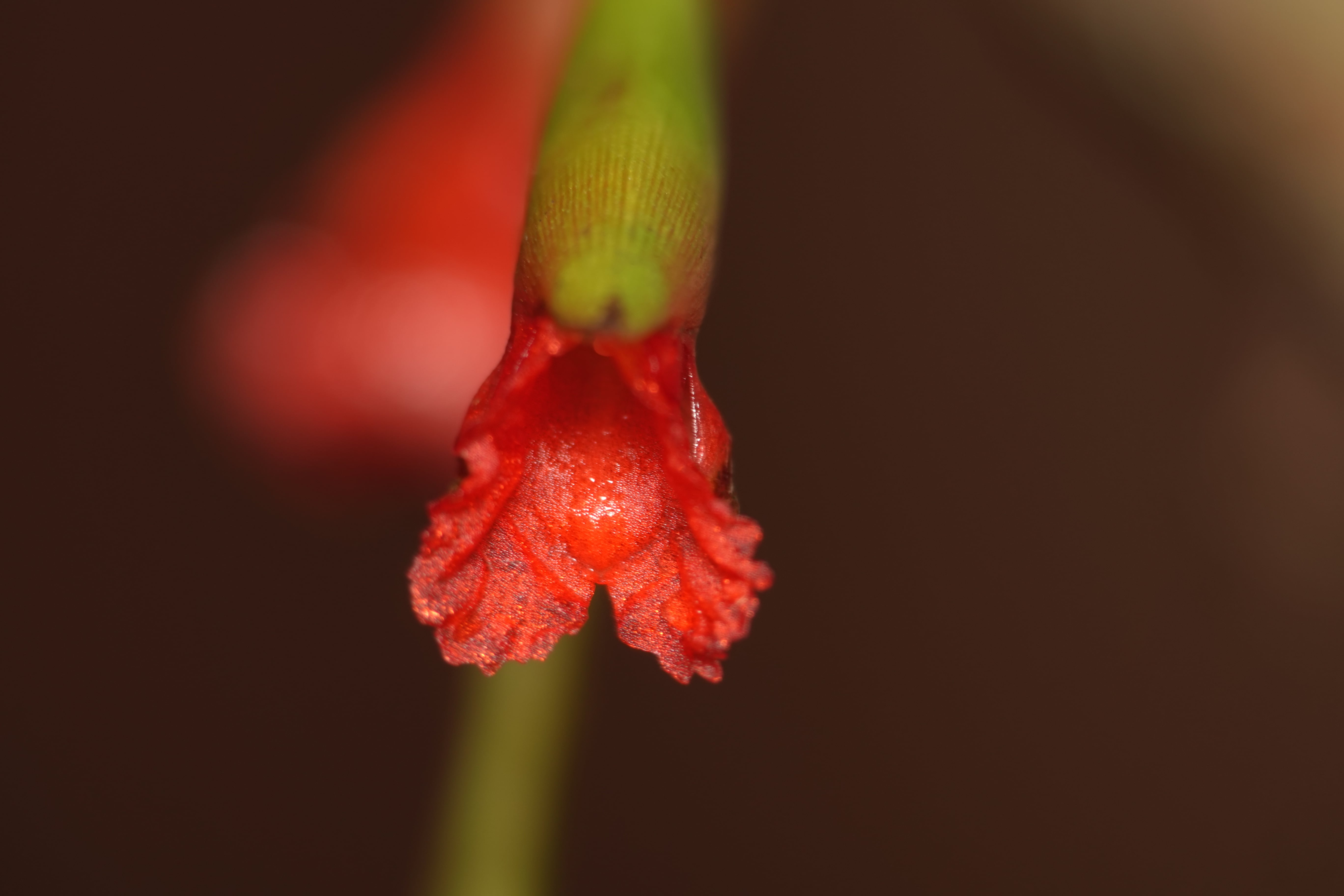 Elleanthus sp 7