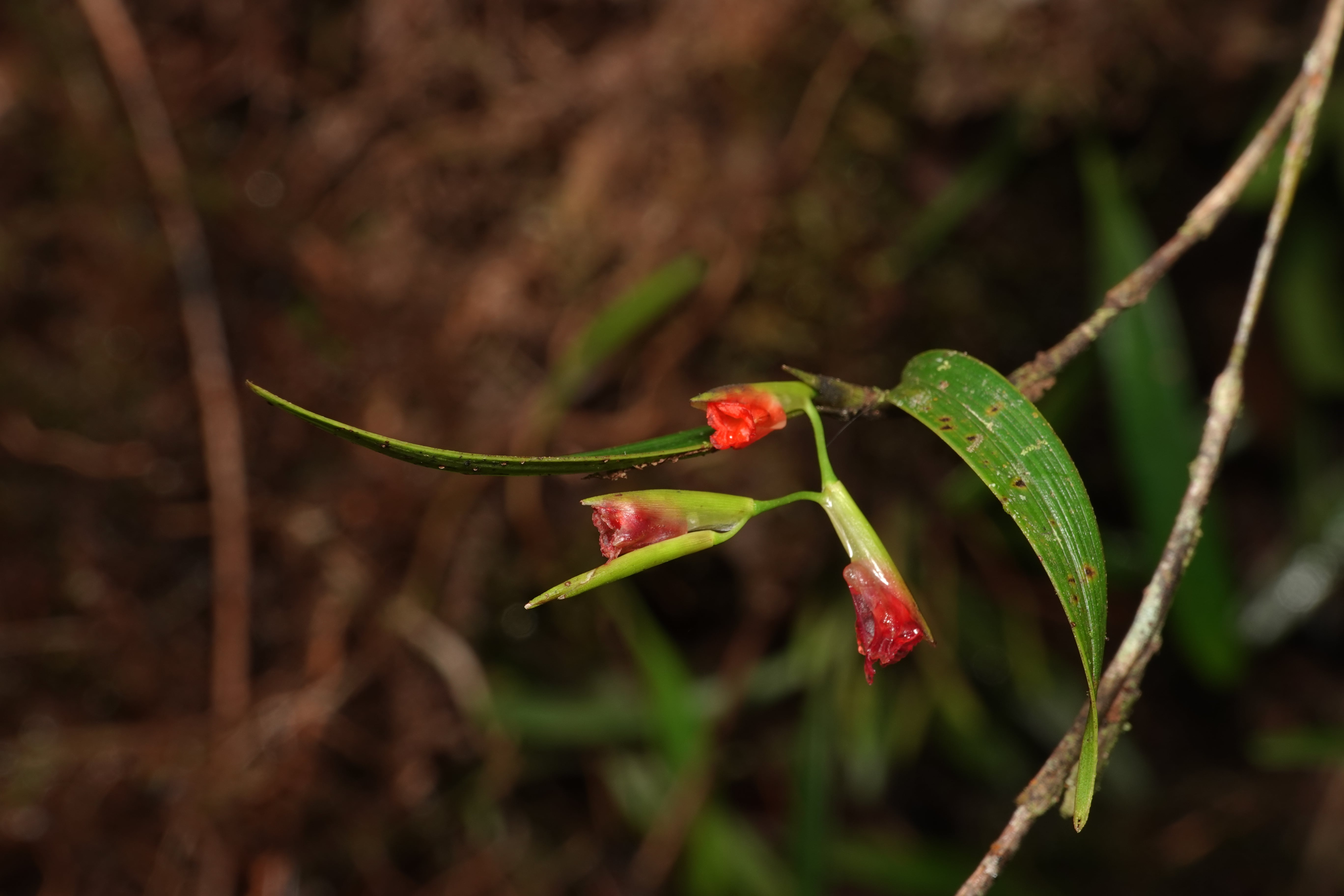 *Elleanthus sp 7*. La Honda.