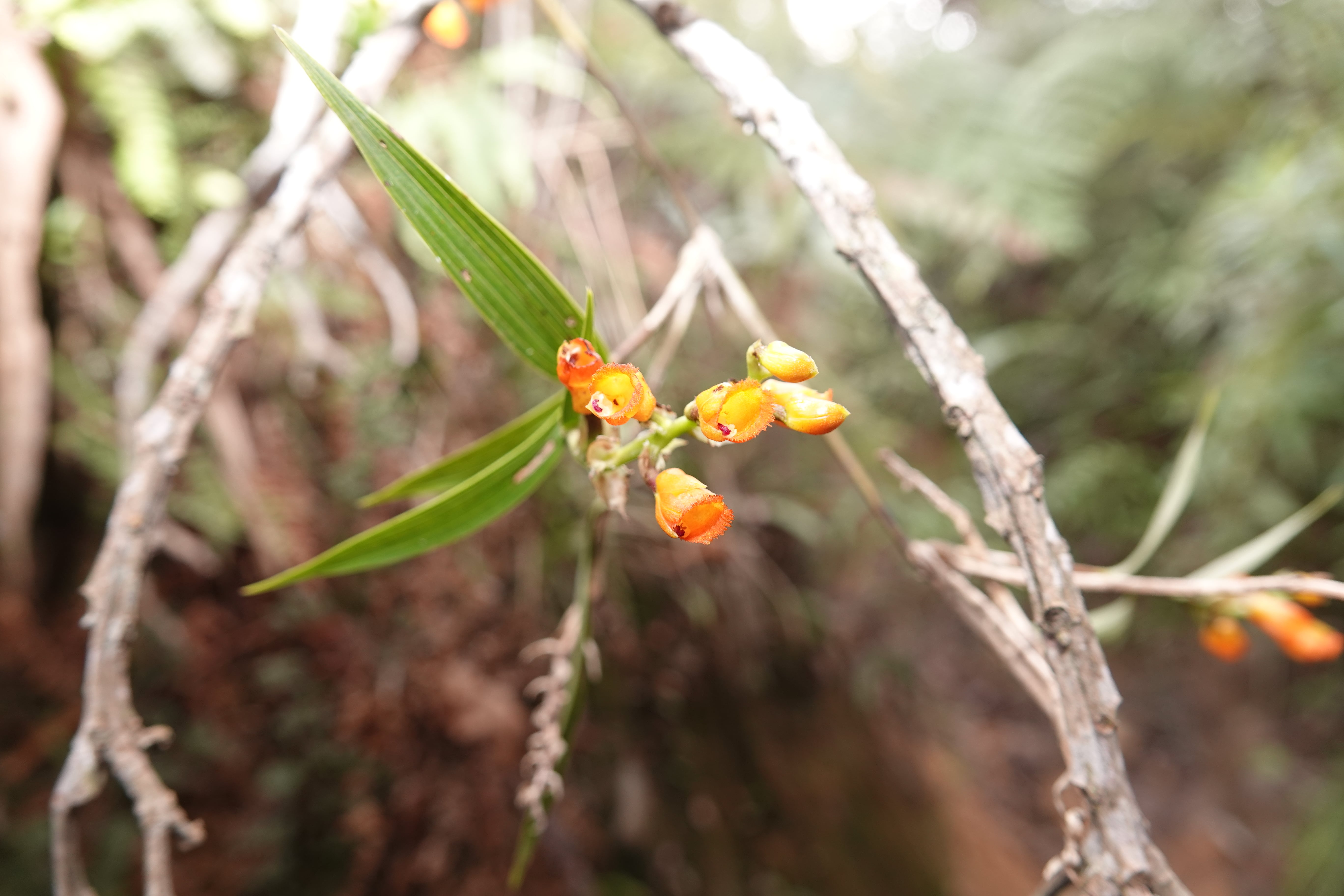 Elleanthus sp 8. La Honda.
