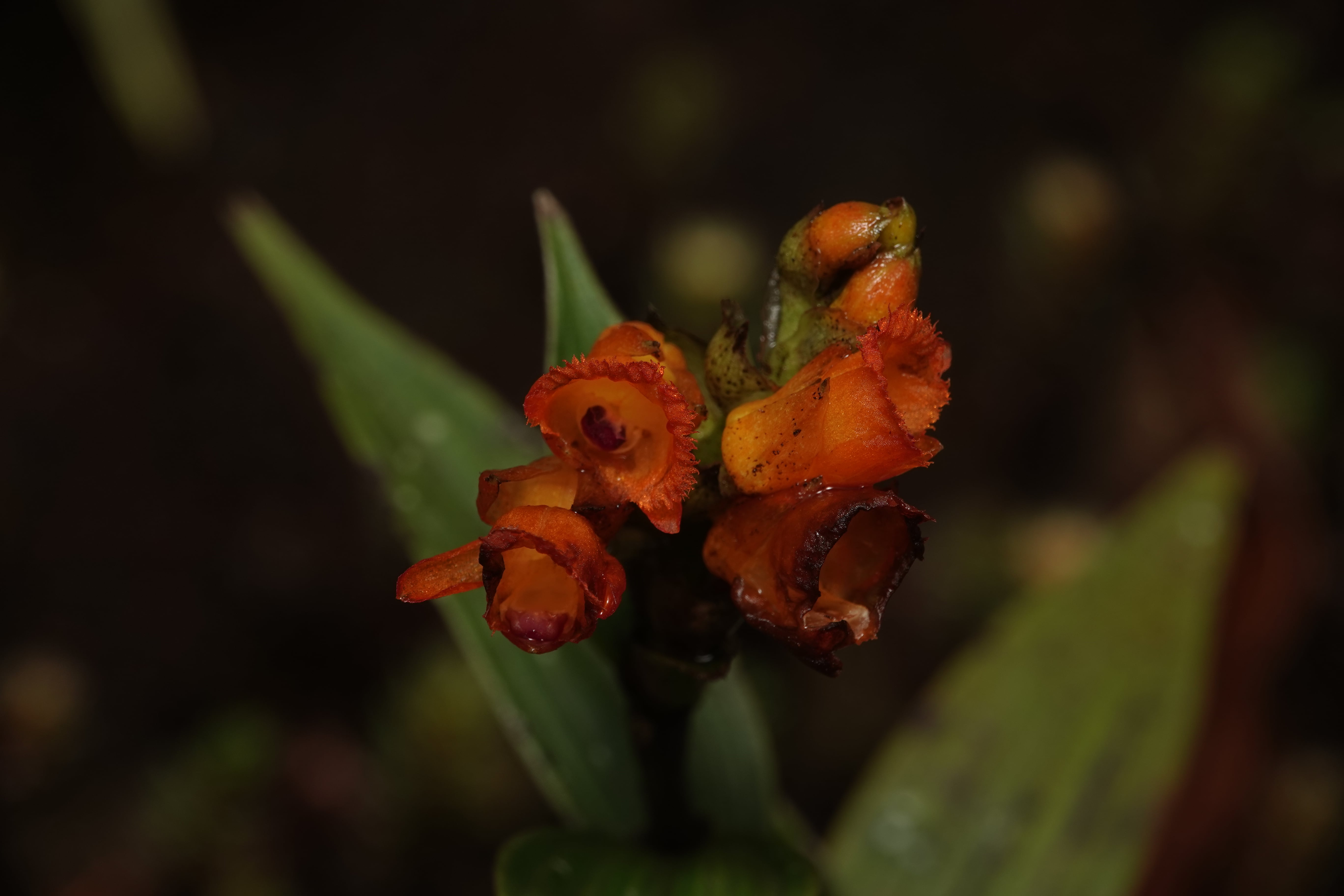 Elleanthus sp 8