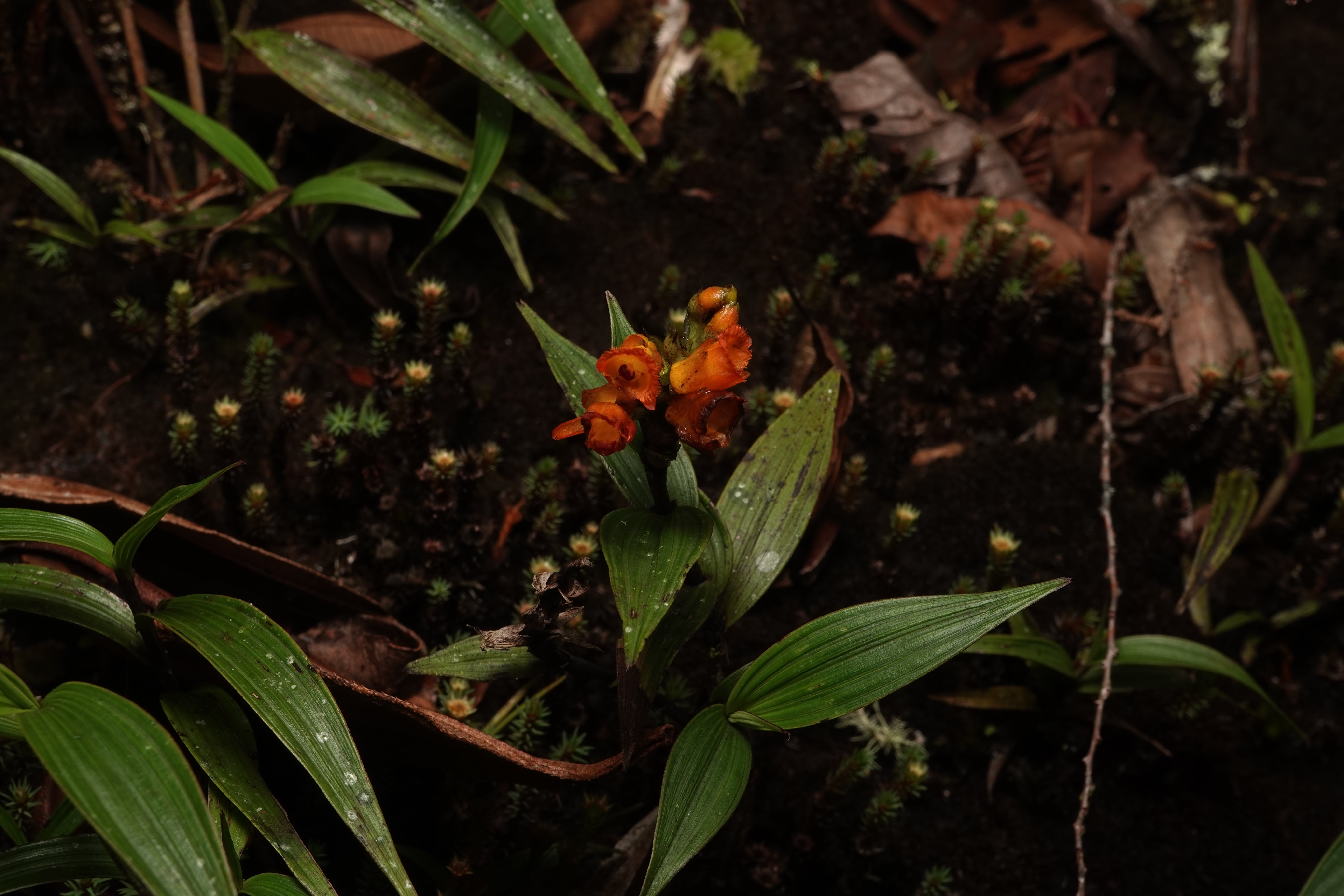 Elleanthus sp 8. La Honda.